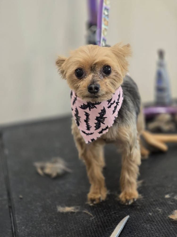 Paisley Park Pet Parlour Dearborn