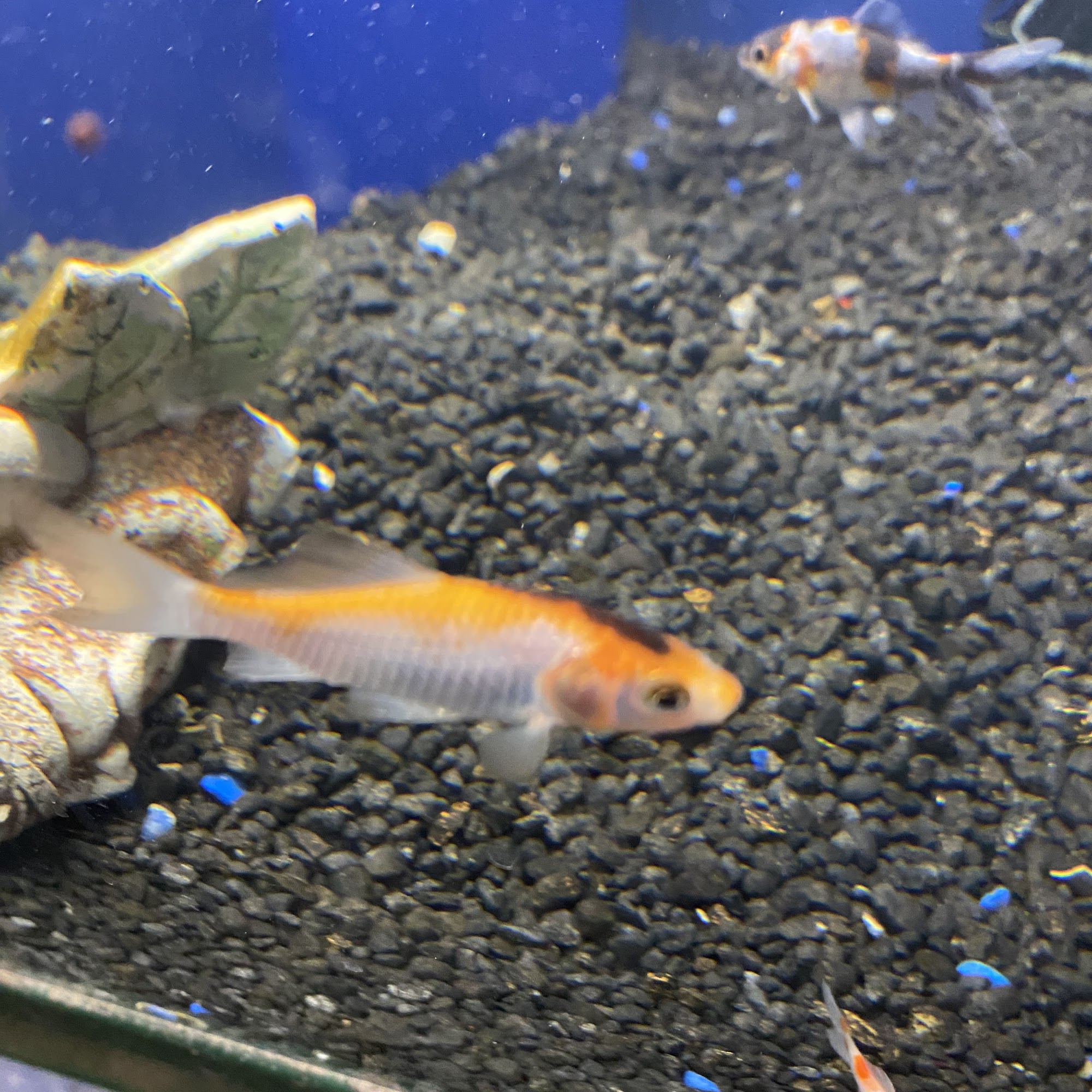 Pet Supplies Plus Detroit Detroit