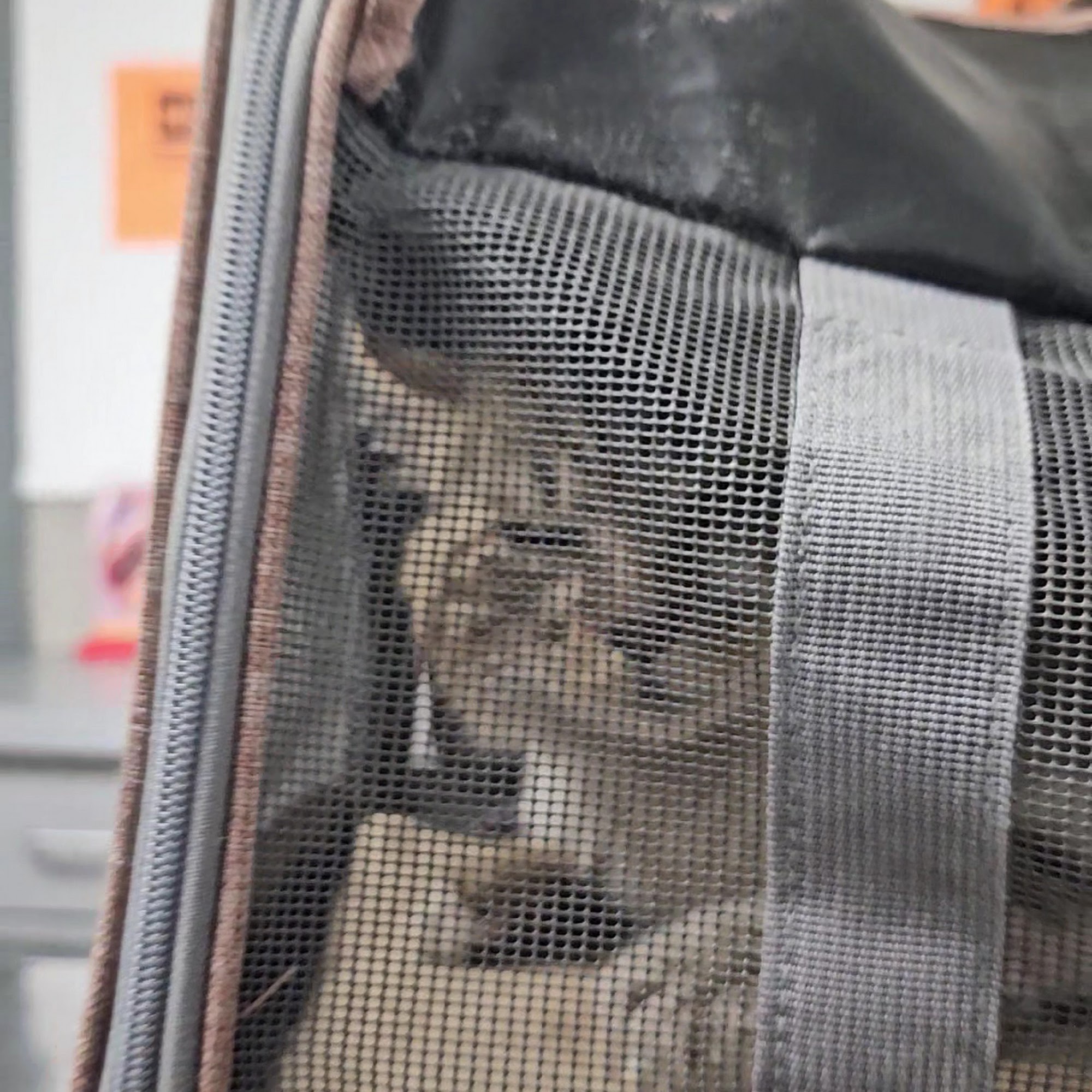 Patterson Dog and Cat Hospital Detroit