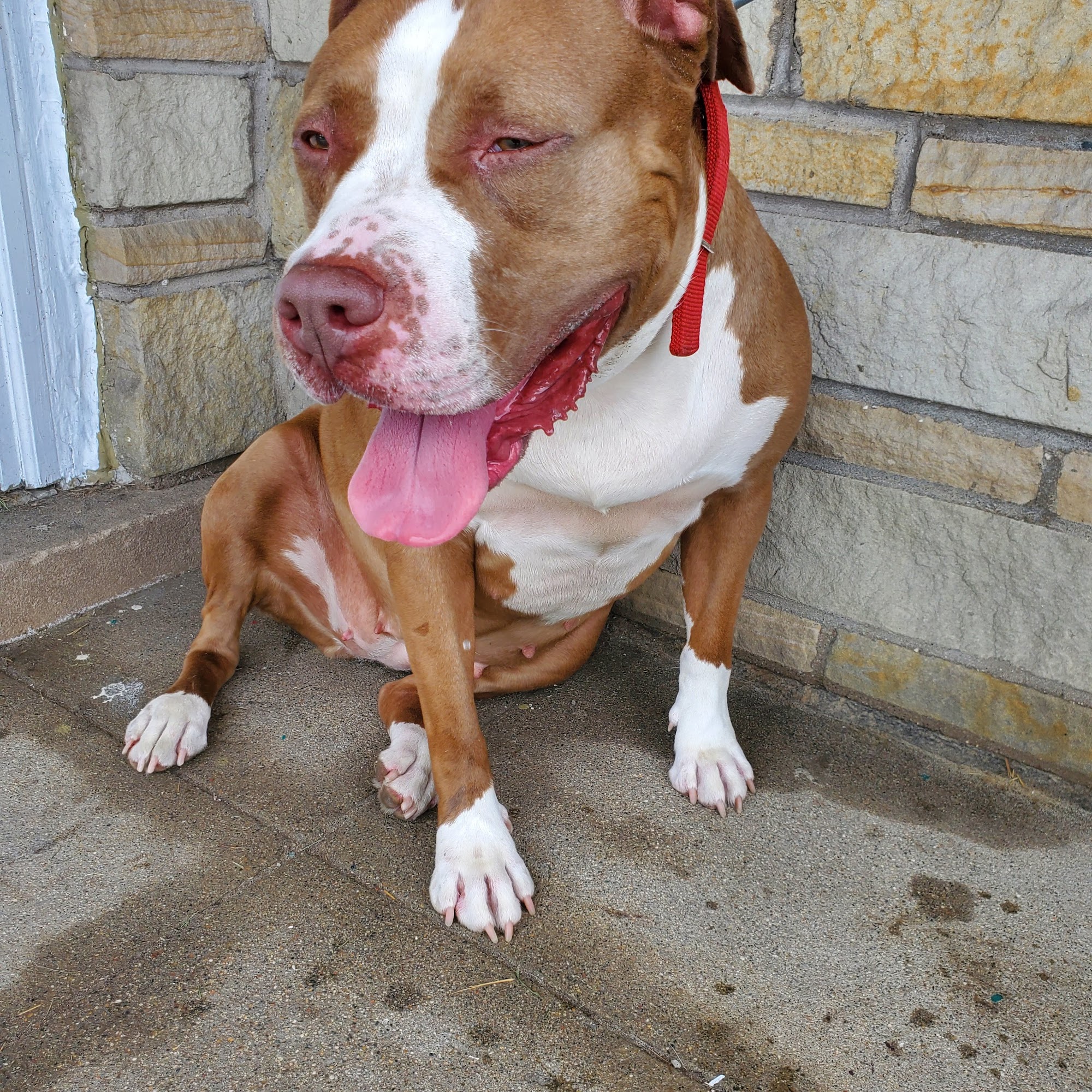 Northwest Animal Clinic Detroit