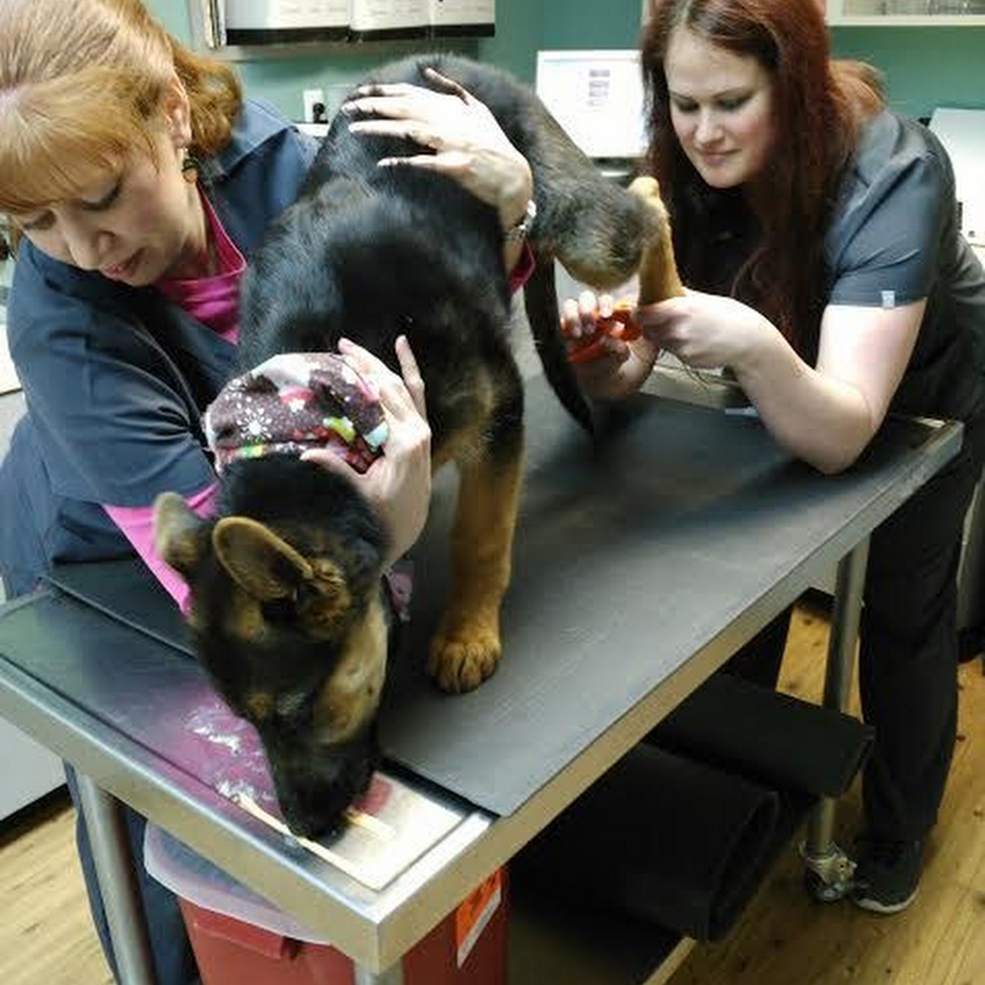 Harvey Animal Hospital Detroit