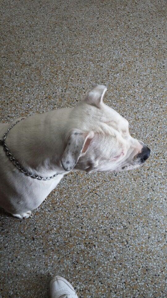 Francis Animal Hospital Detroit