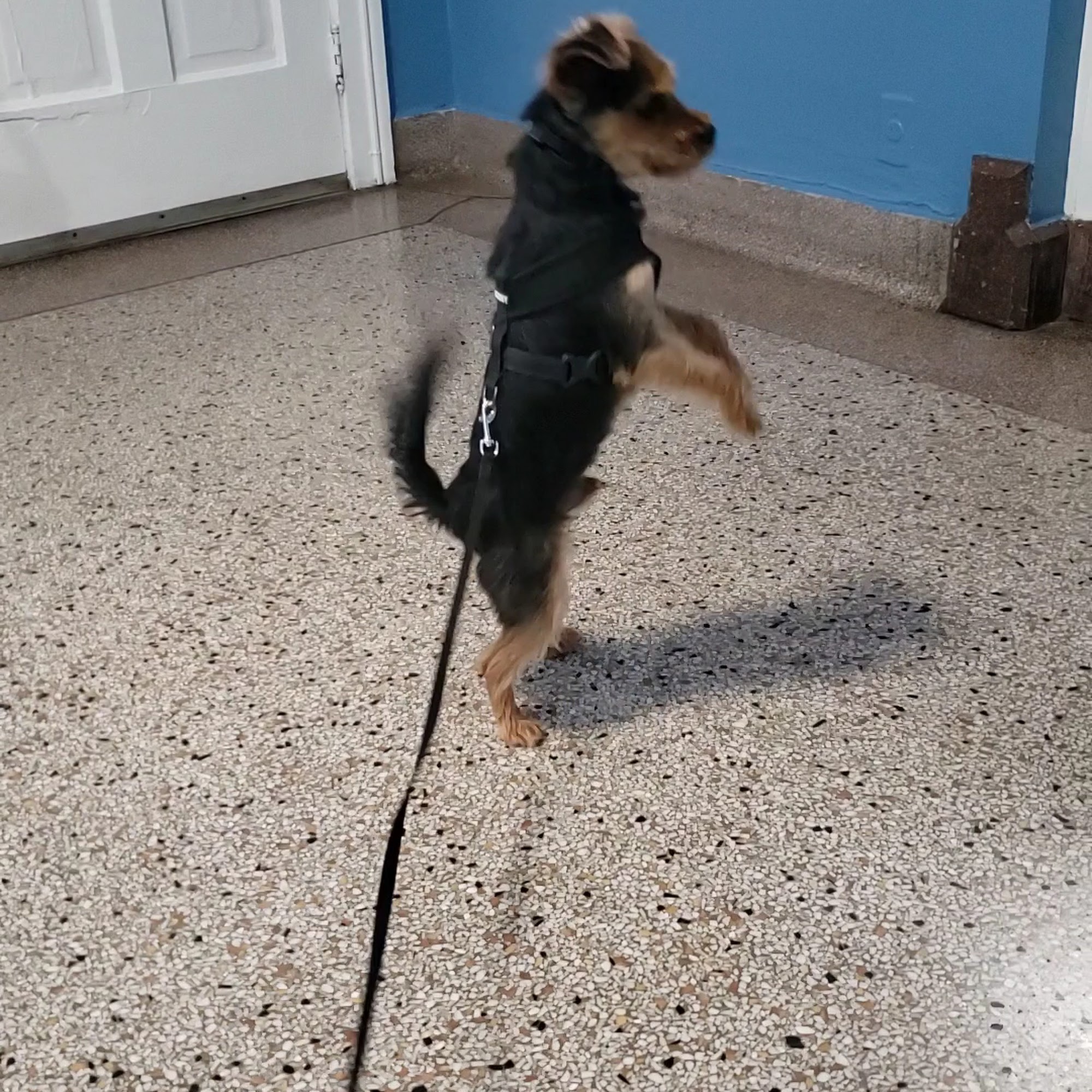 La Fond Veterinary Hospital Detroit