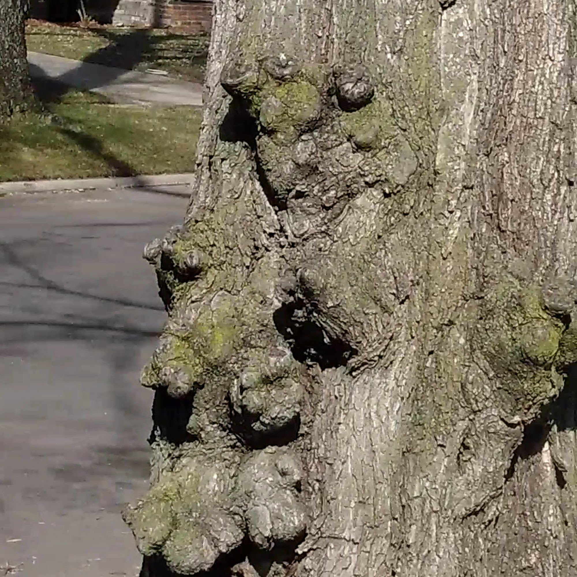 Benigna Andrew A (DVM) Detroit