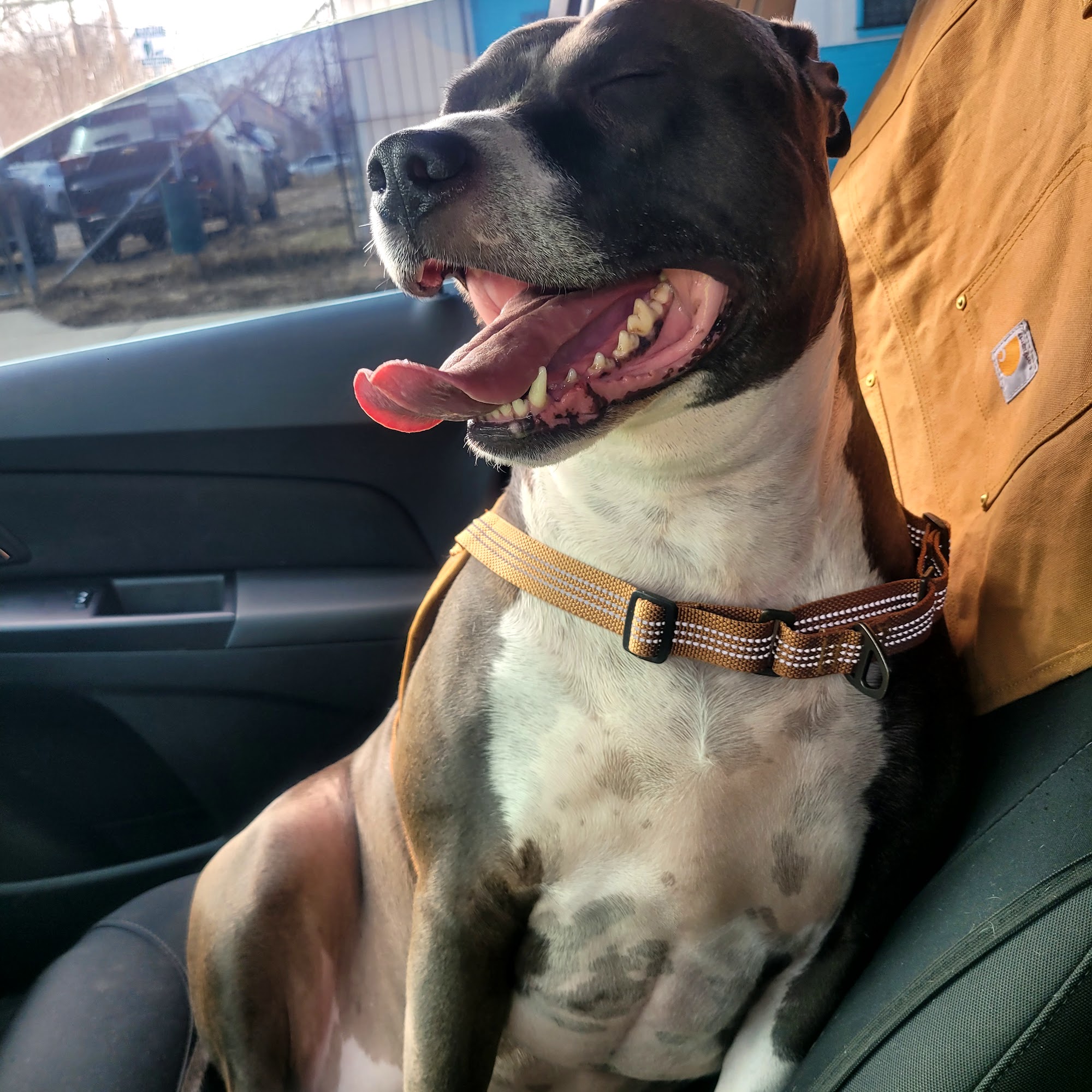 Michigan Anti-Cruelty Society Detroit