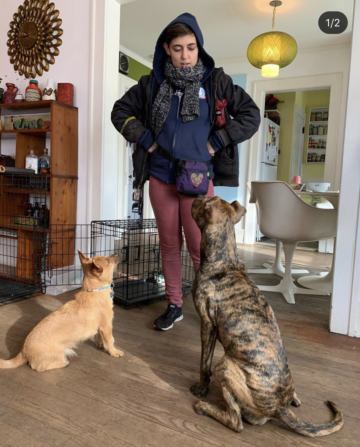 My Sidekick Dog Training Detroit