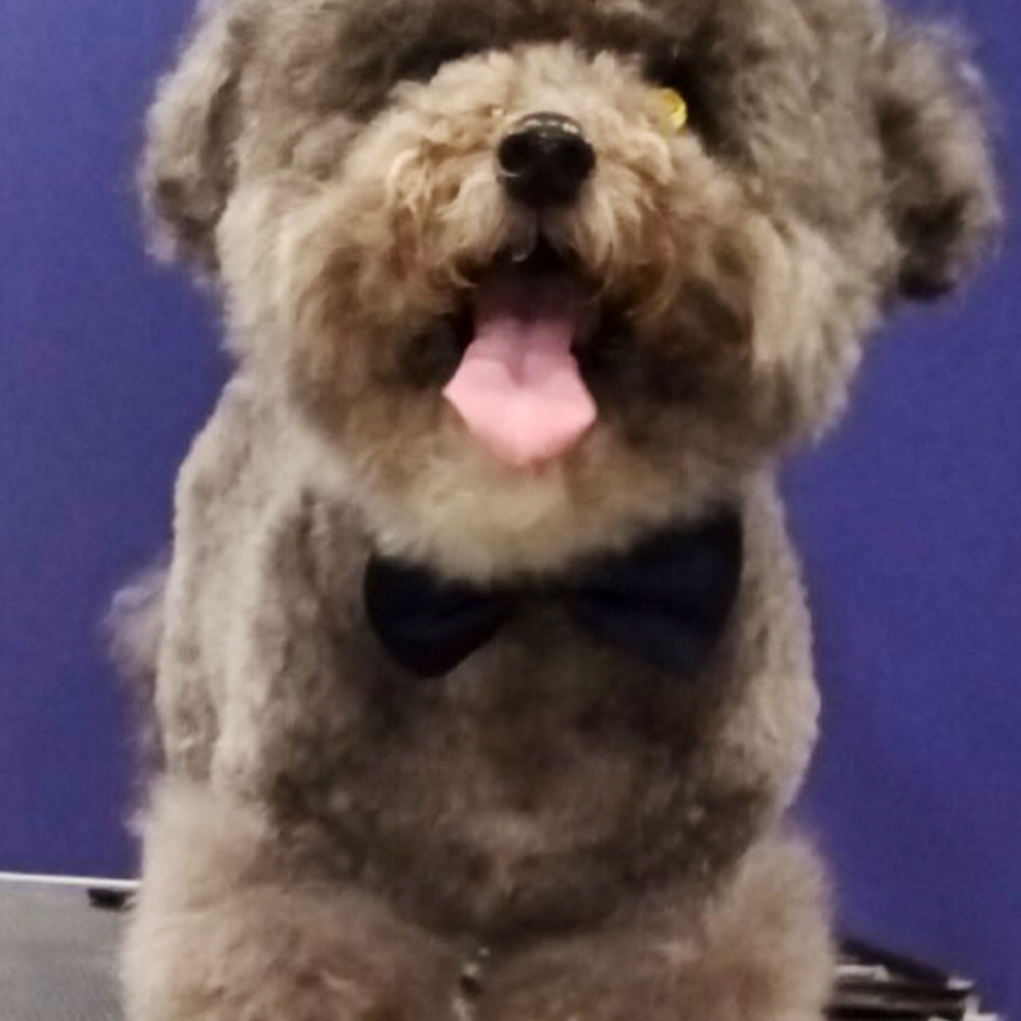 Walton’s Pet Parlor Detroit