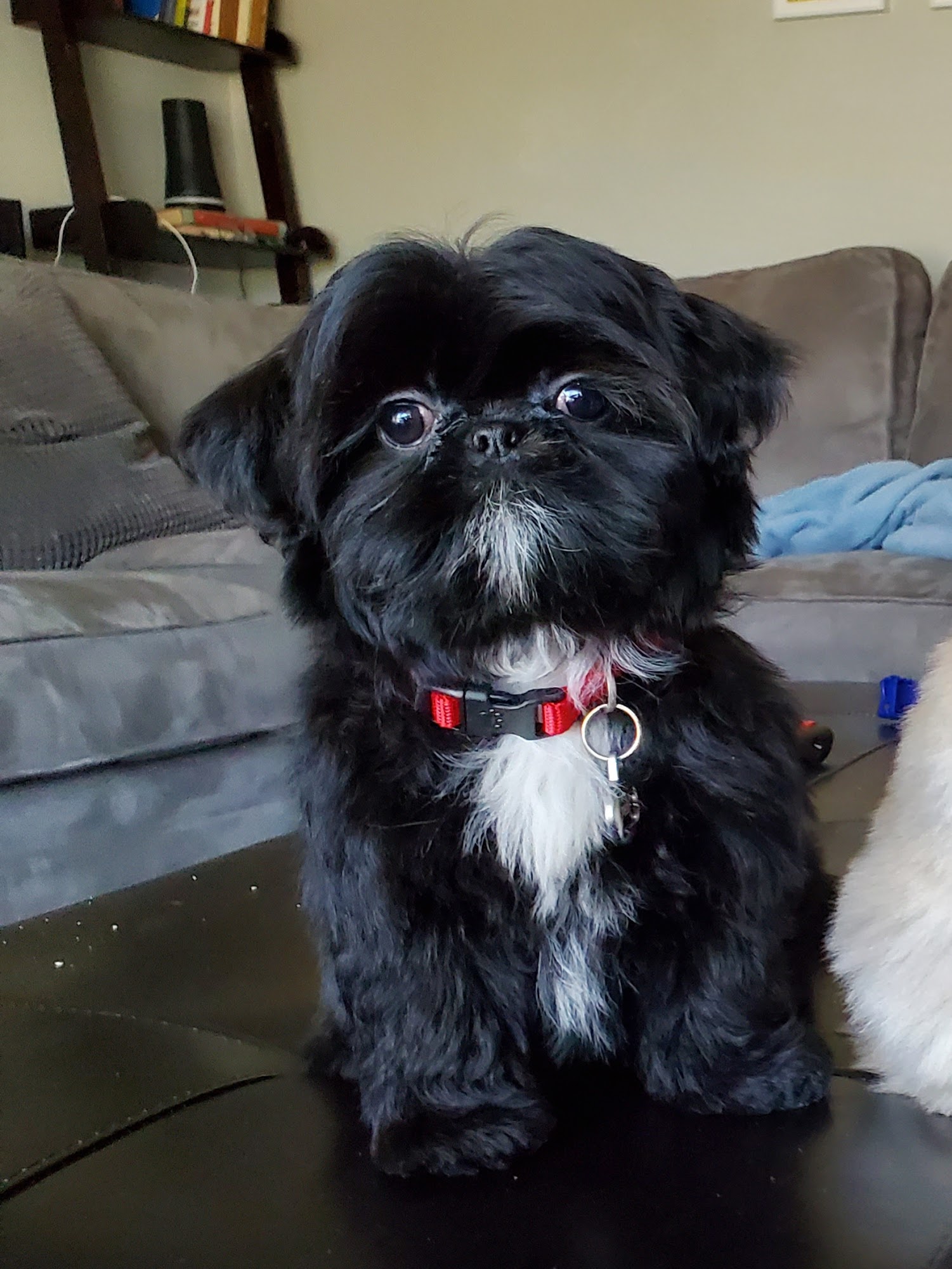 Little Lion’s Den Detroit