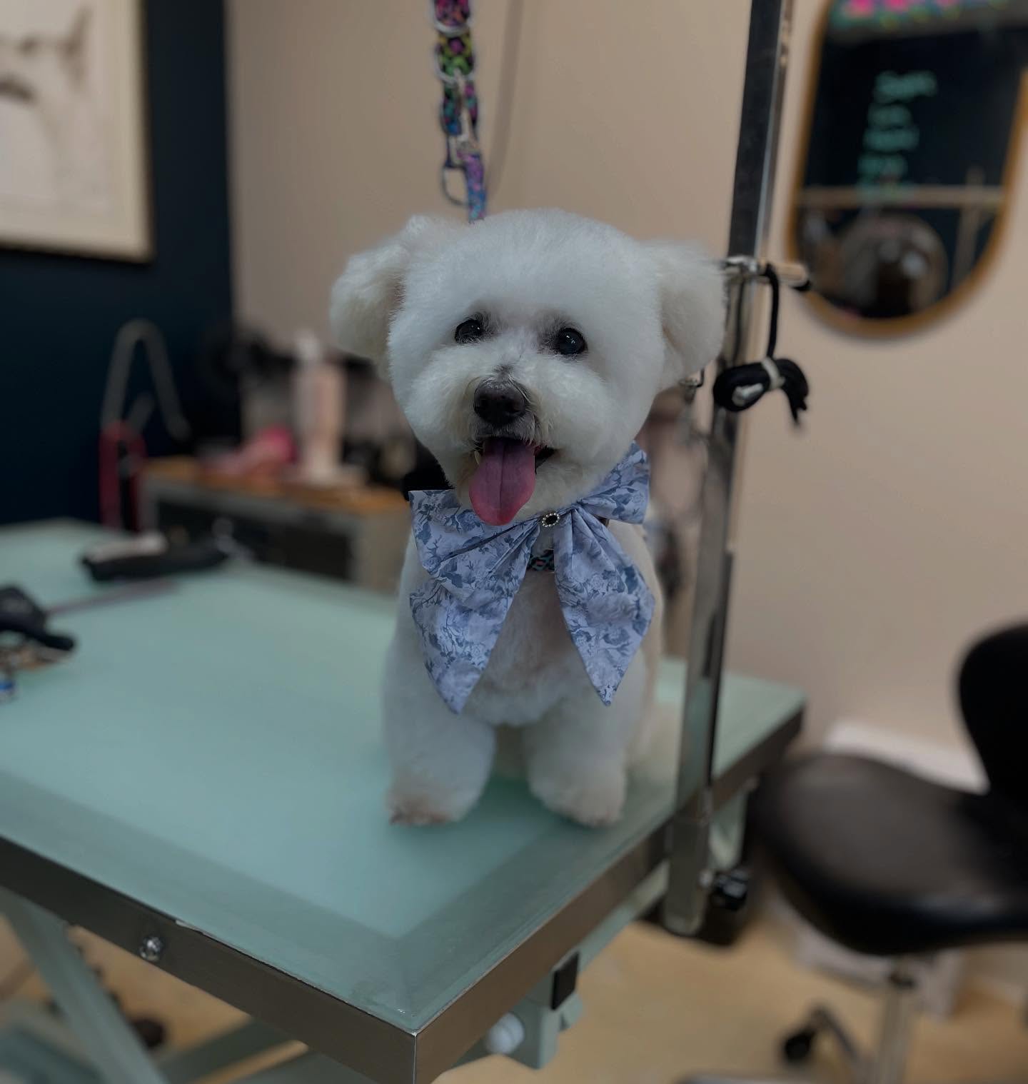 Wolfe Pet Grooming Studio Dexter