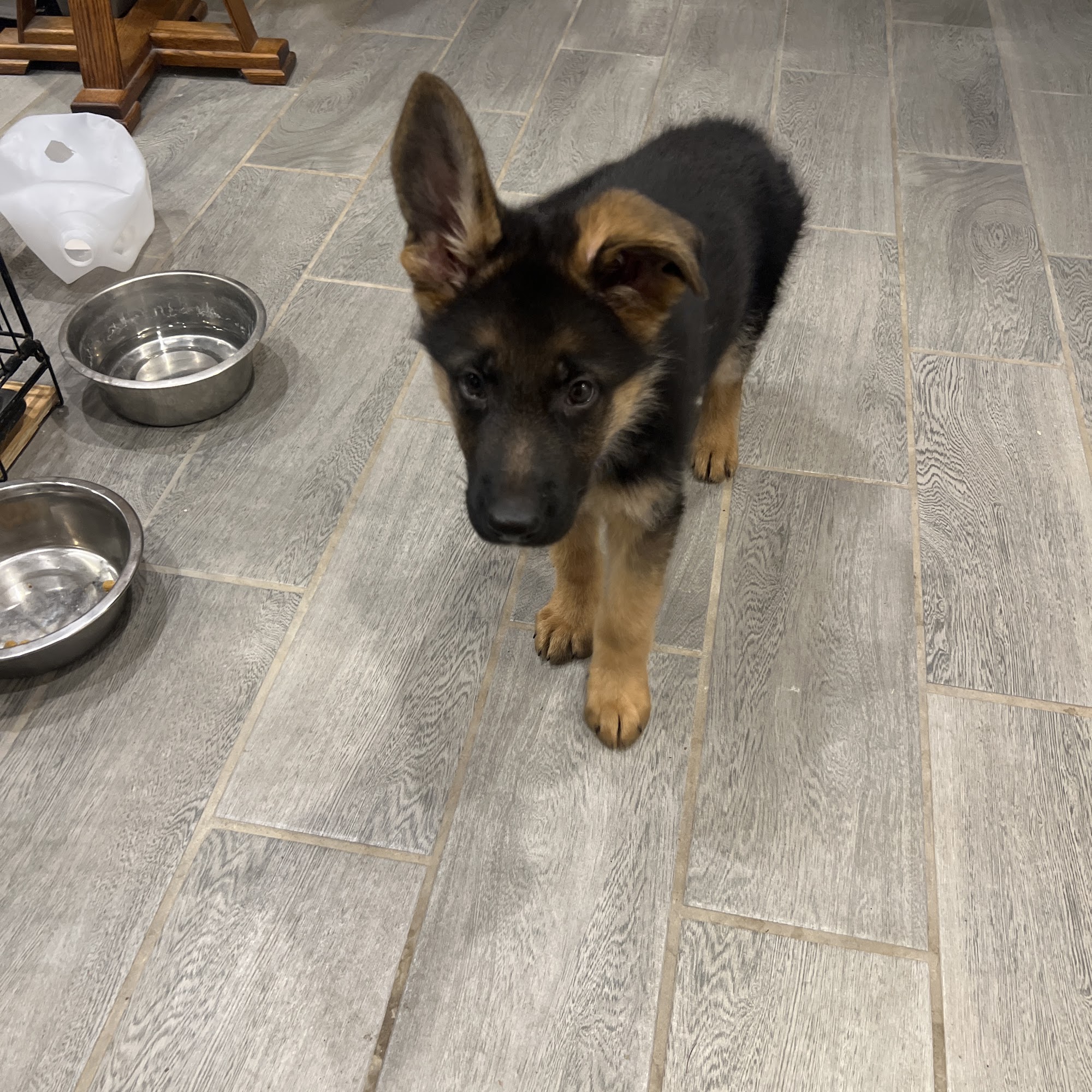 Kolenda Kennels Dorr