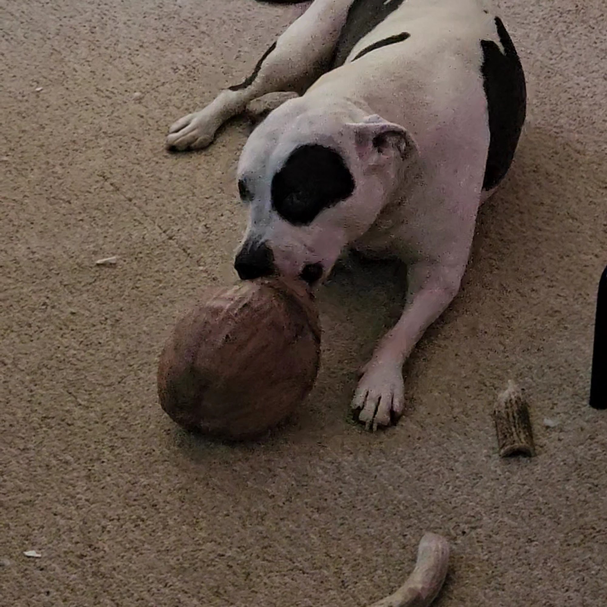 Hollow Corners Veterinary Services Dryden