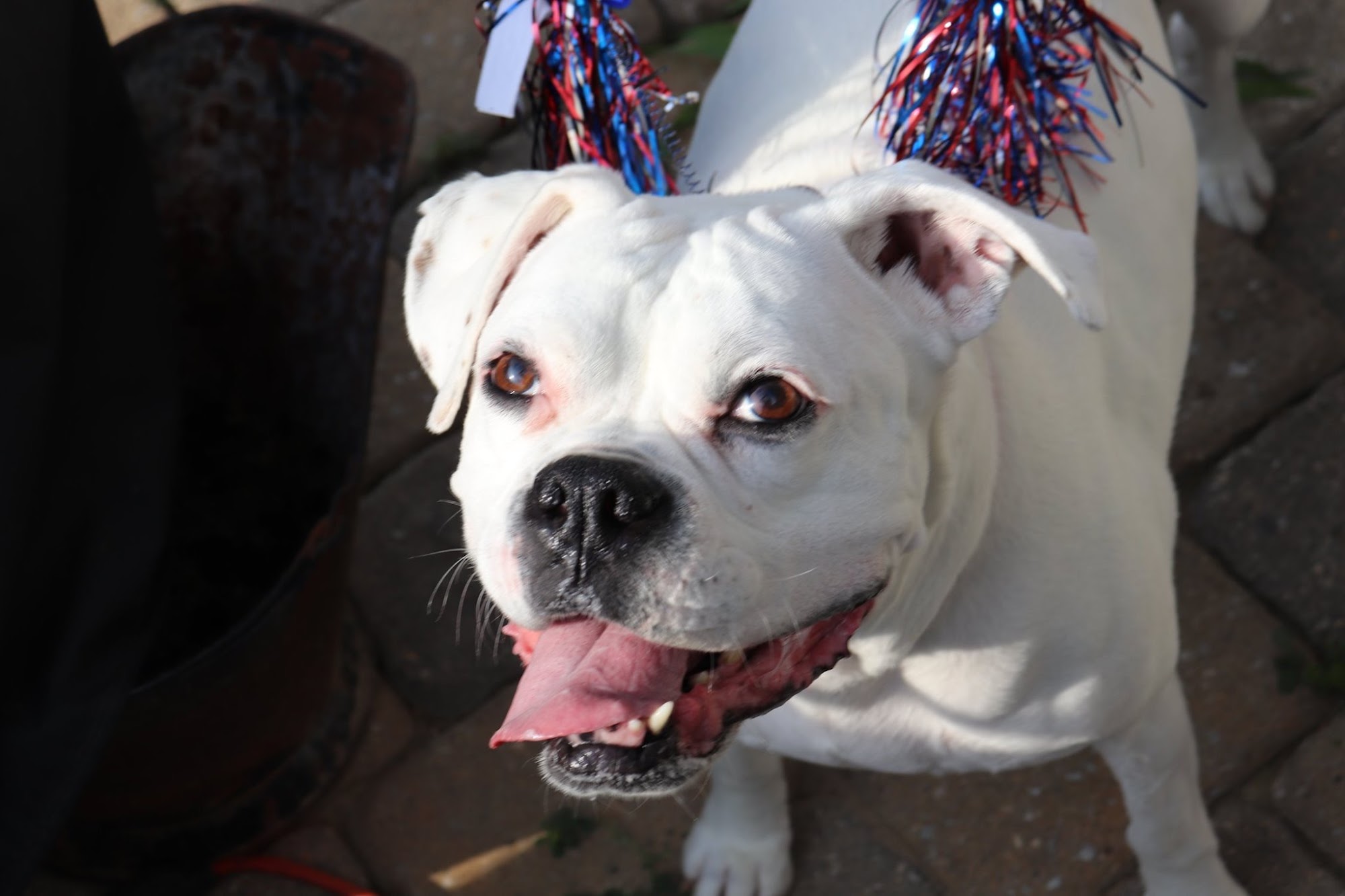 Dundee Veterinary Clinic Dundee