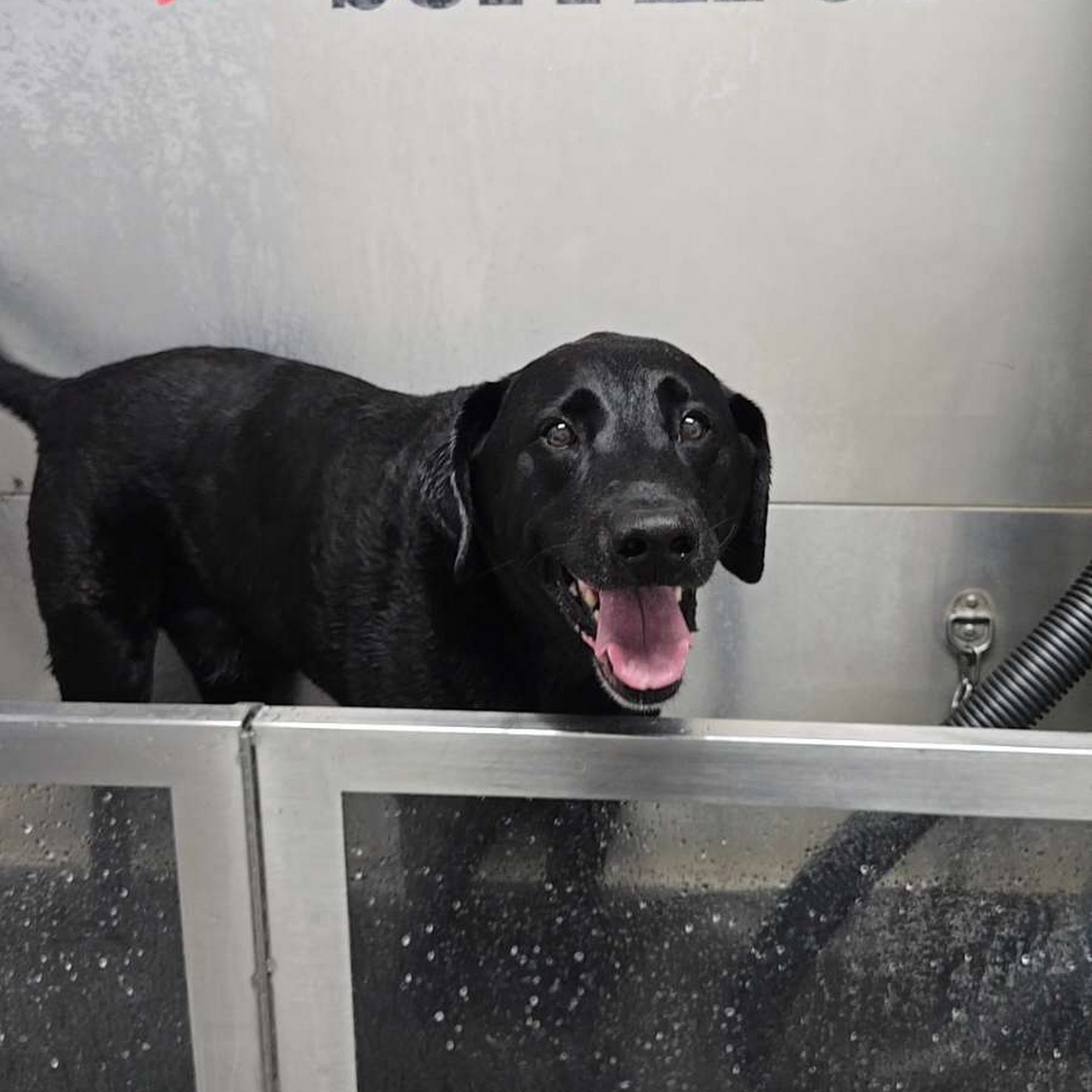 Heritage Animal Hospital Dundee