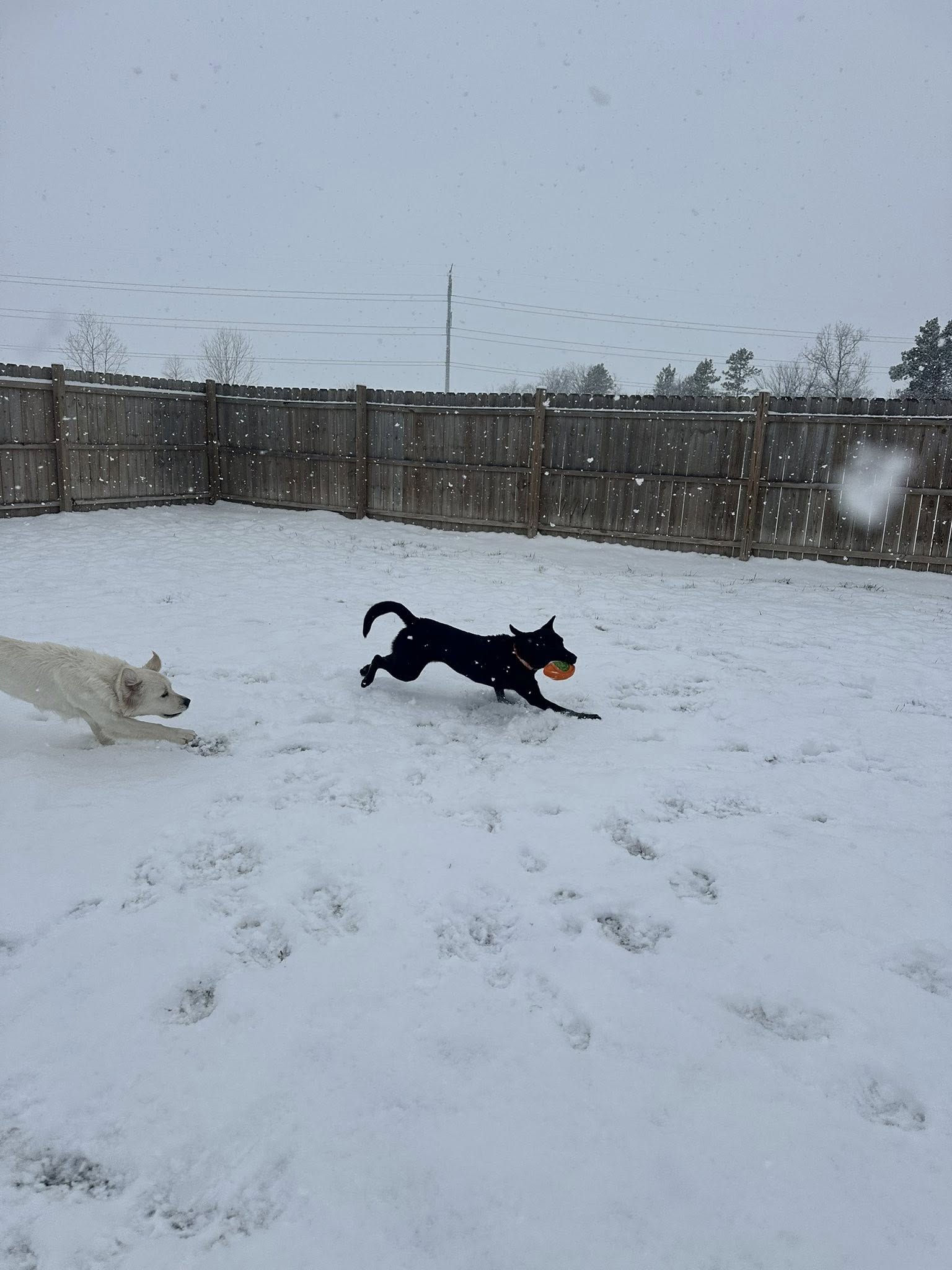 SRR Woof Academy & Stables LLC Dundee