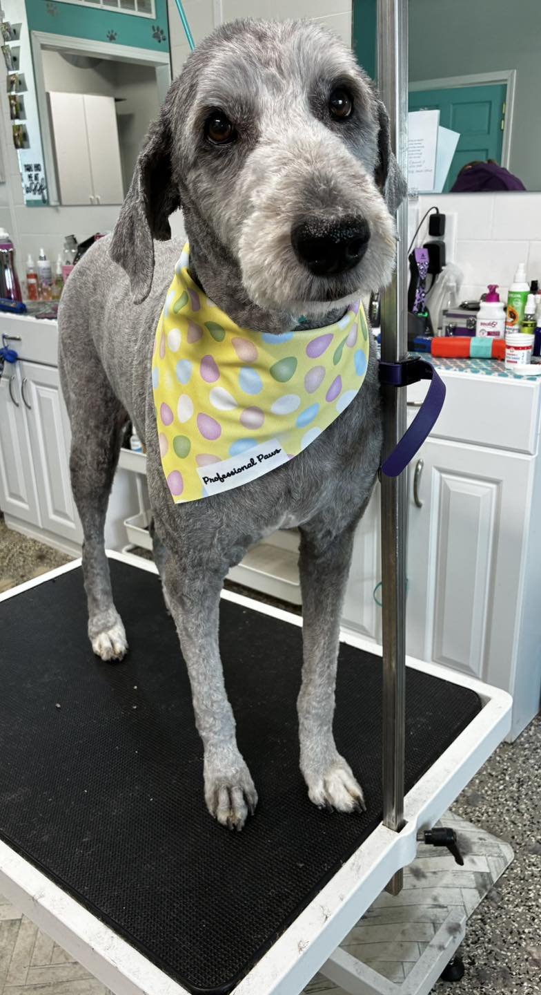 Professional Paws Dog Grooming Dundee
