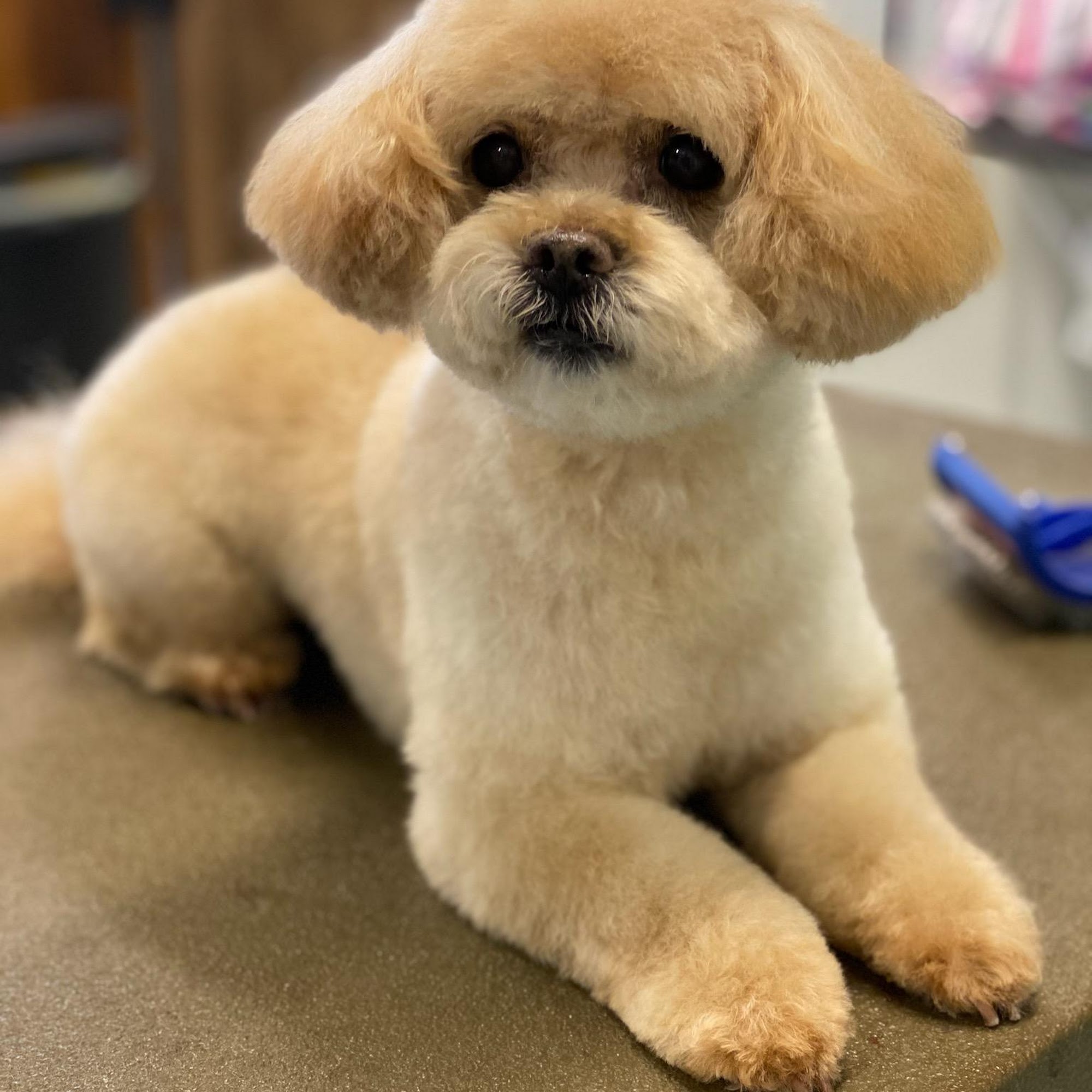 Professional Paws Dog Grooming