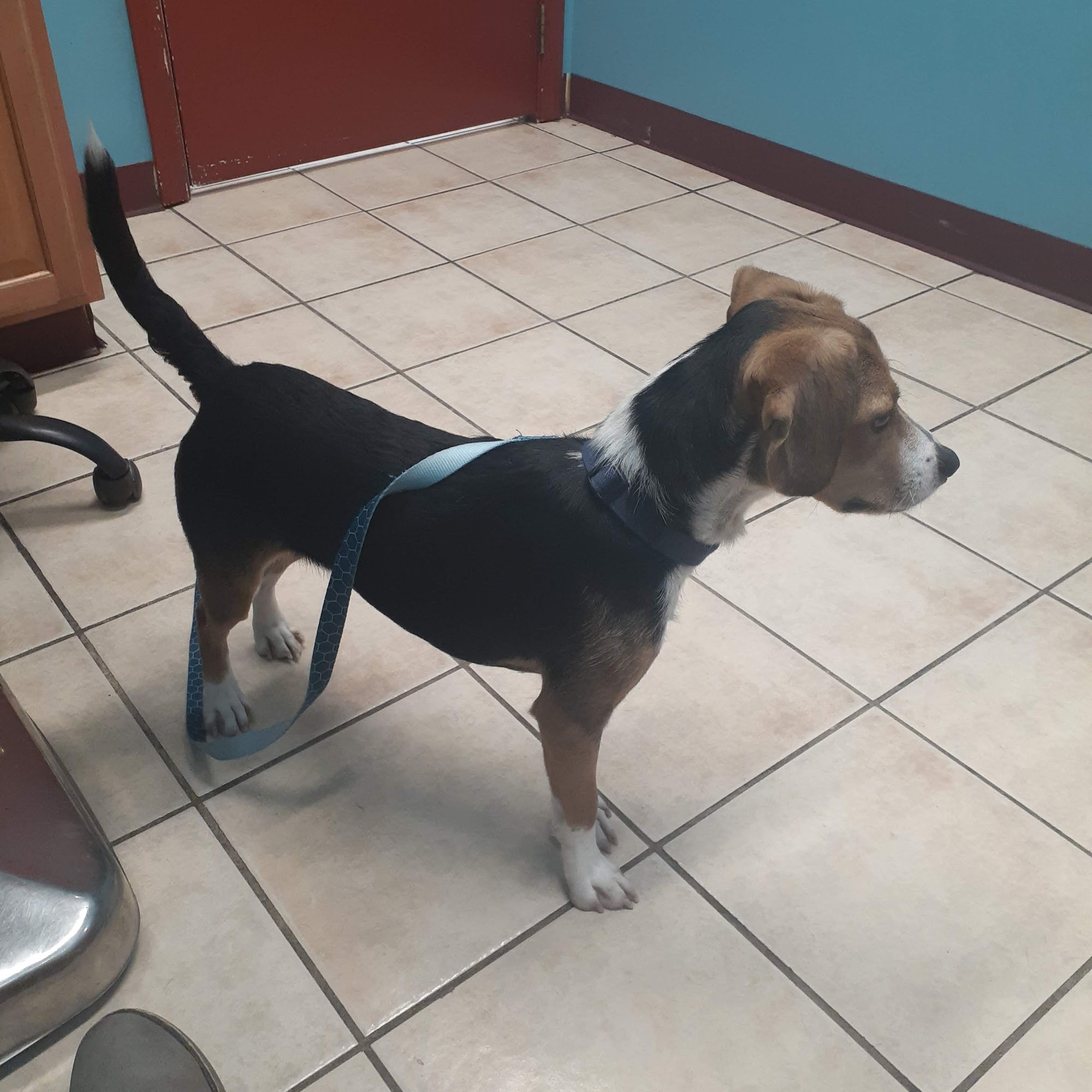 Eastpointe Animal Hospital Eastpointe