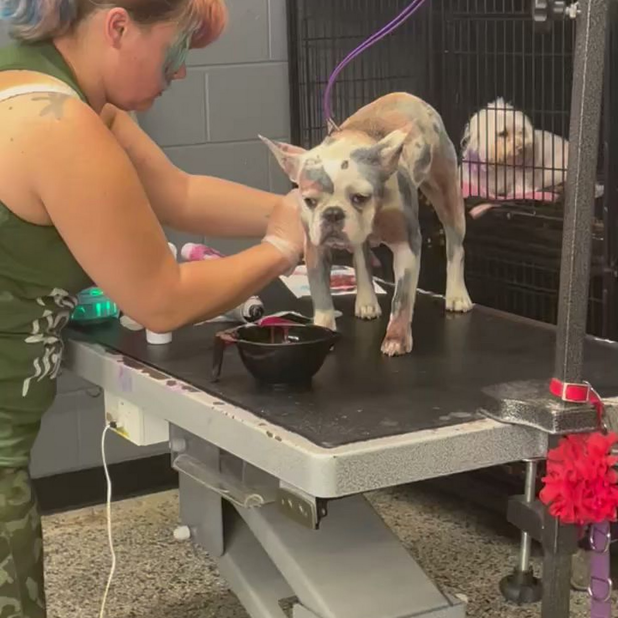 Sittin' Pretty Pet Spa Eastpointe