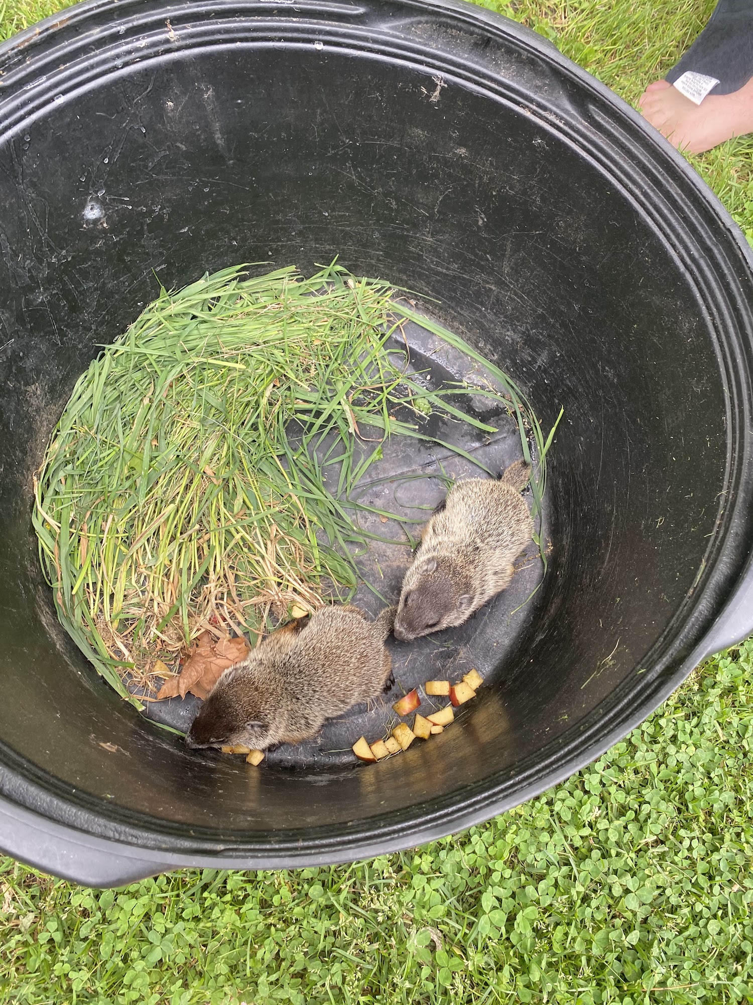 Wildside Rehabilitation & Education Center Eaton Rapids