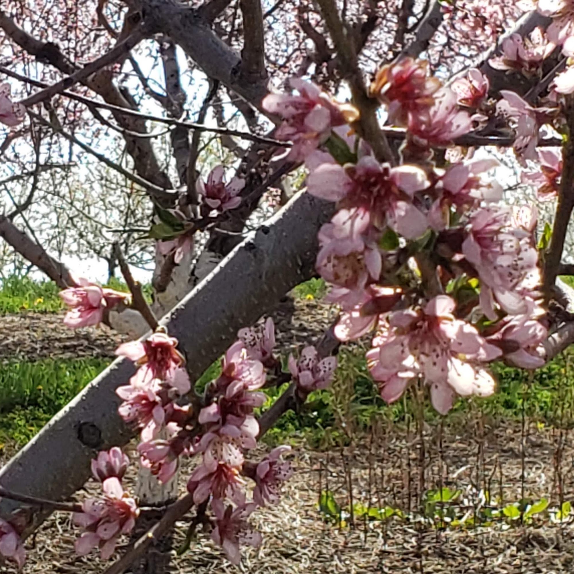 Emma Teichman Fruit Farm Eau Claire
