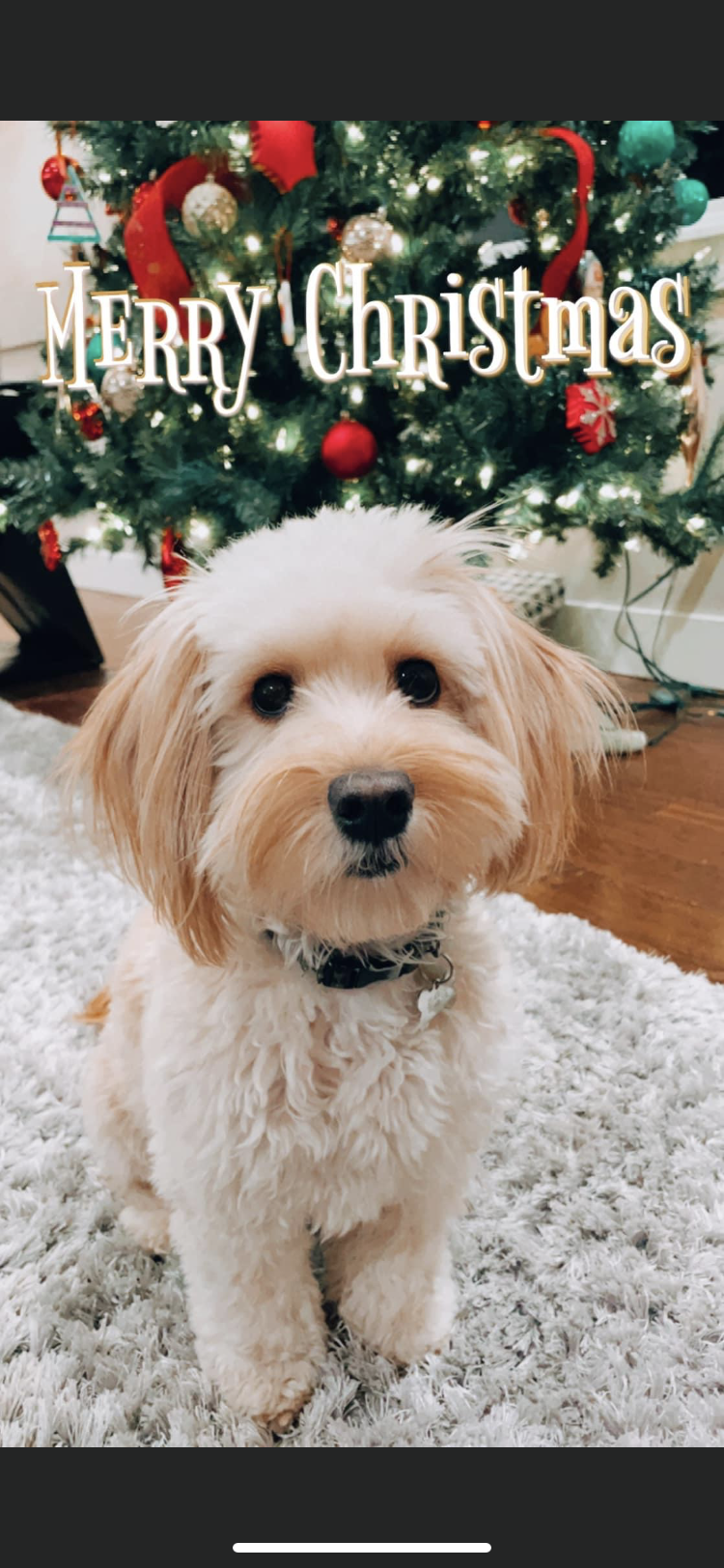 J's Pet Grooming Edmore