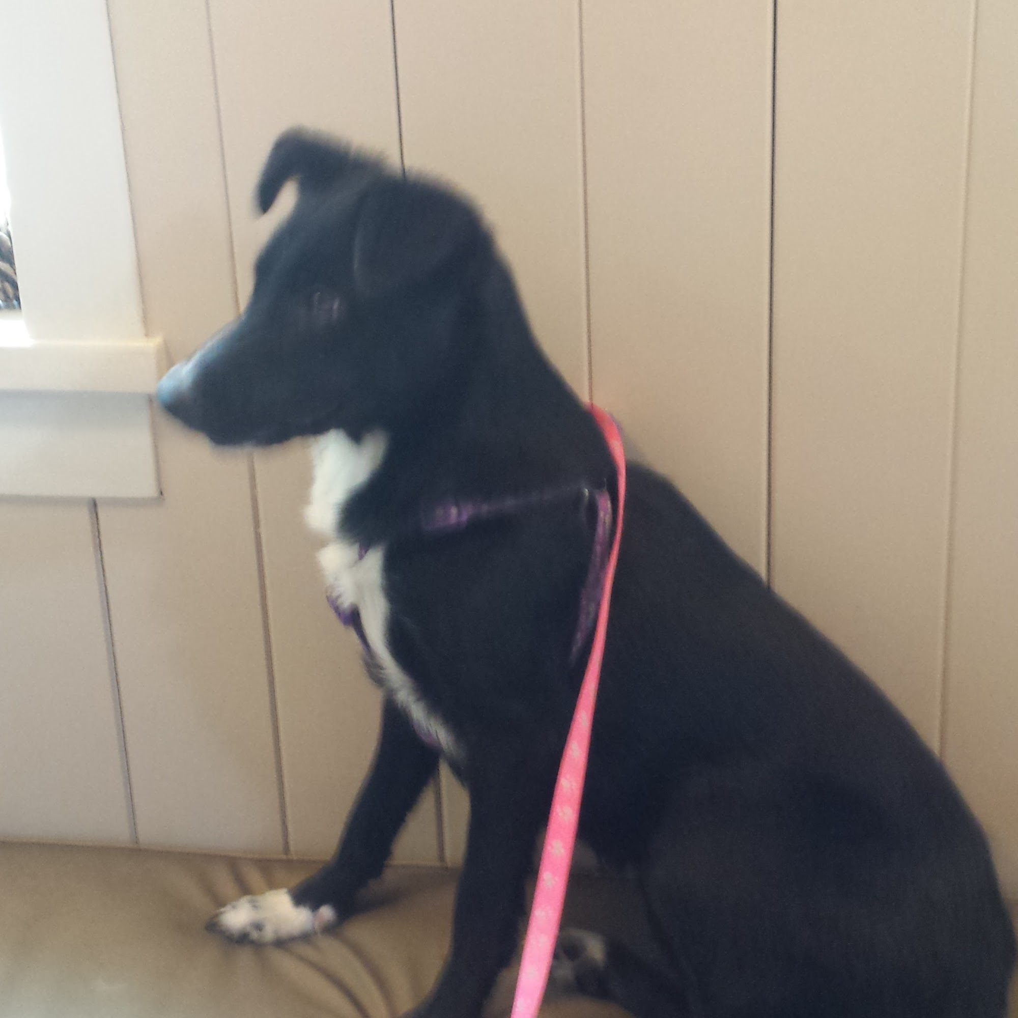 Center For Animal Health Edwardsburg