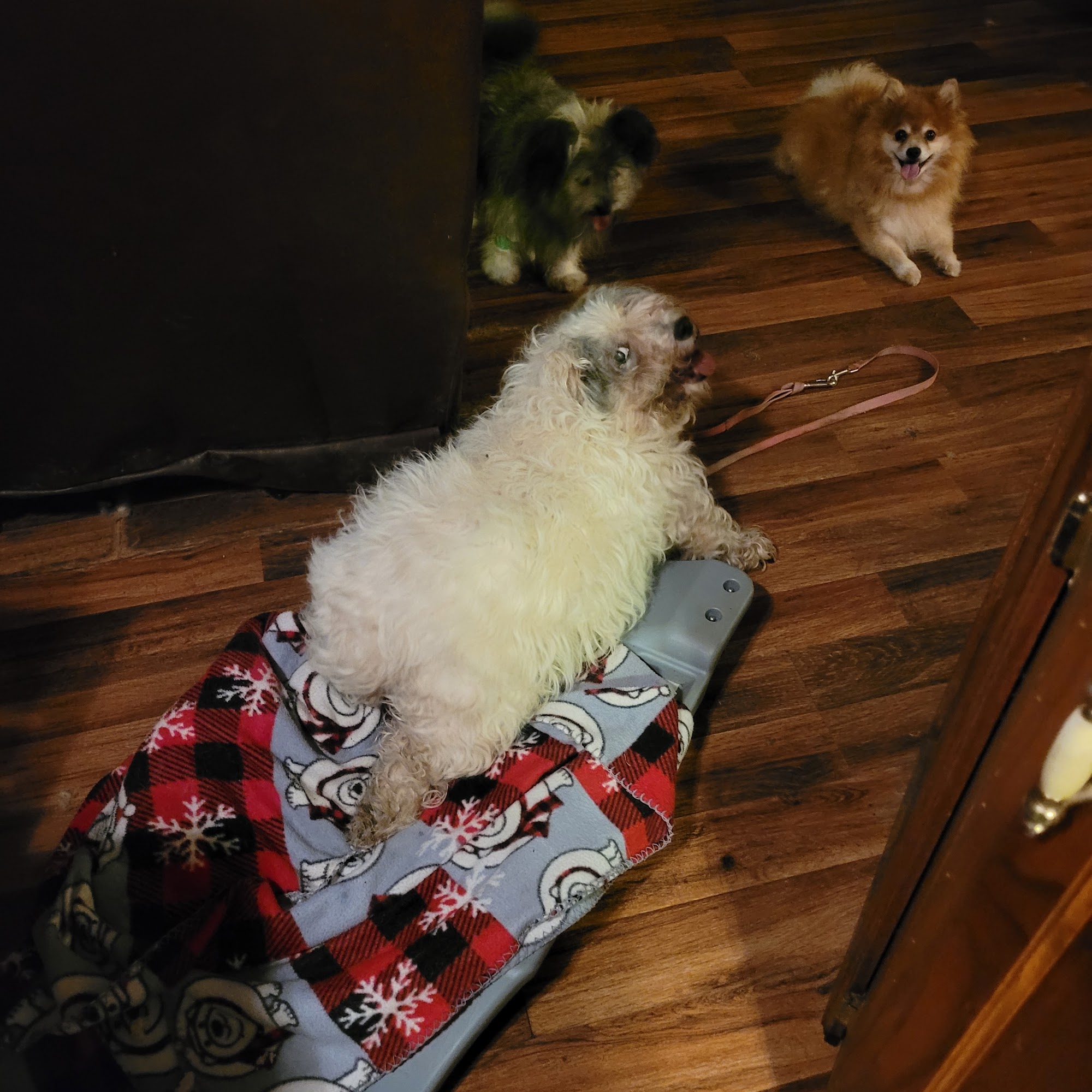 Center For Animal Health: Visser Karen DVM Edwardsburg