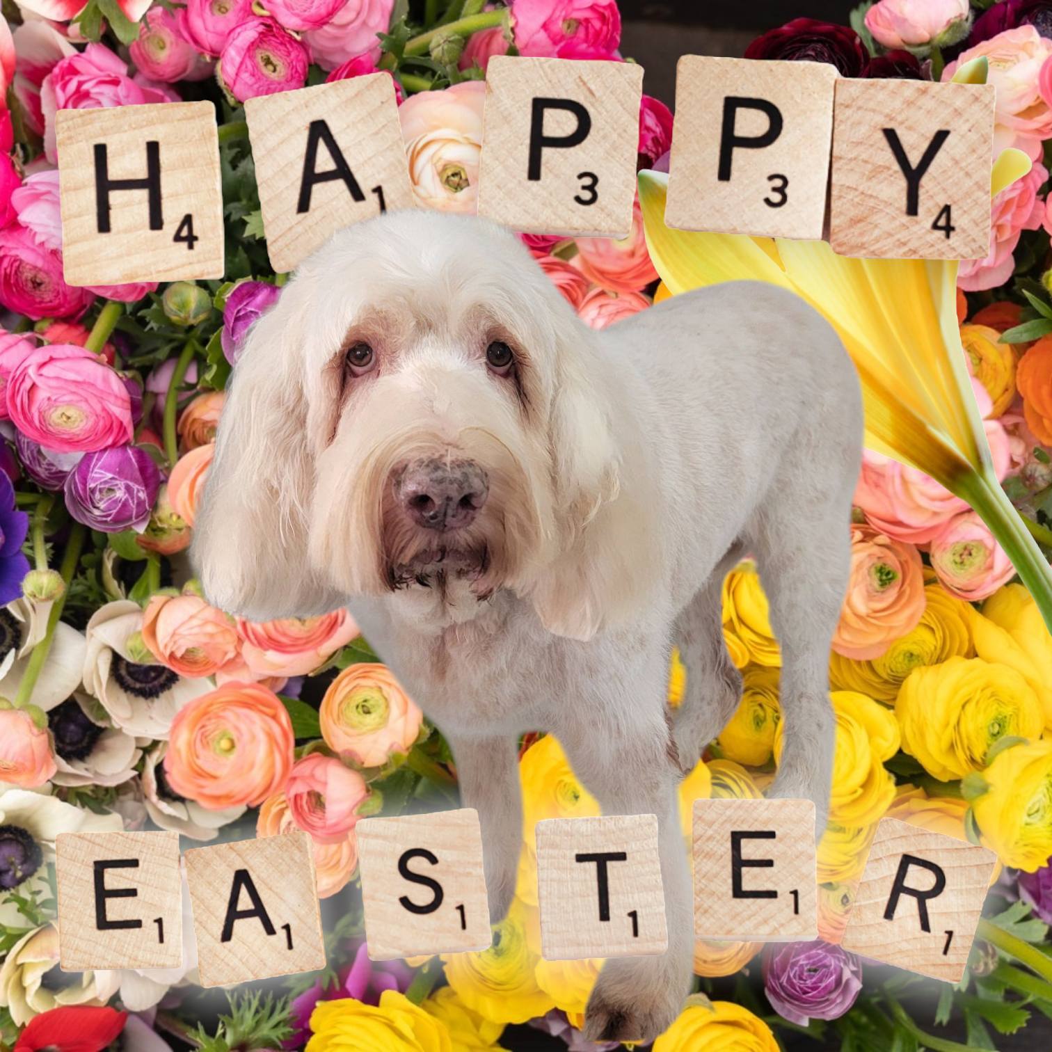 The Uptown Dog Pet Spa Edwardsburg