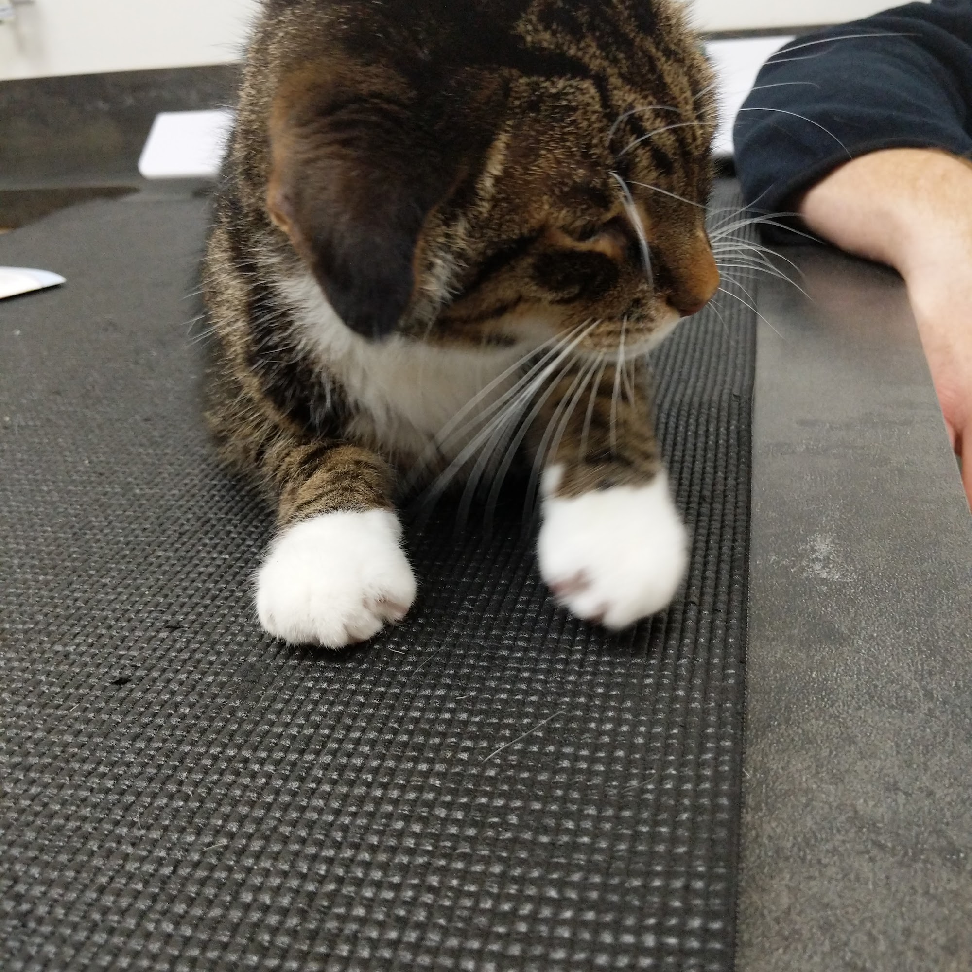 Elk Rapids Animal Hospital Elk Rapids