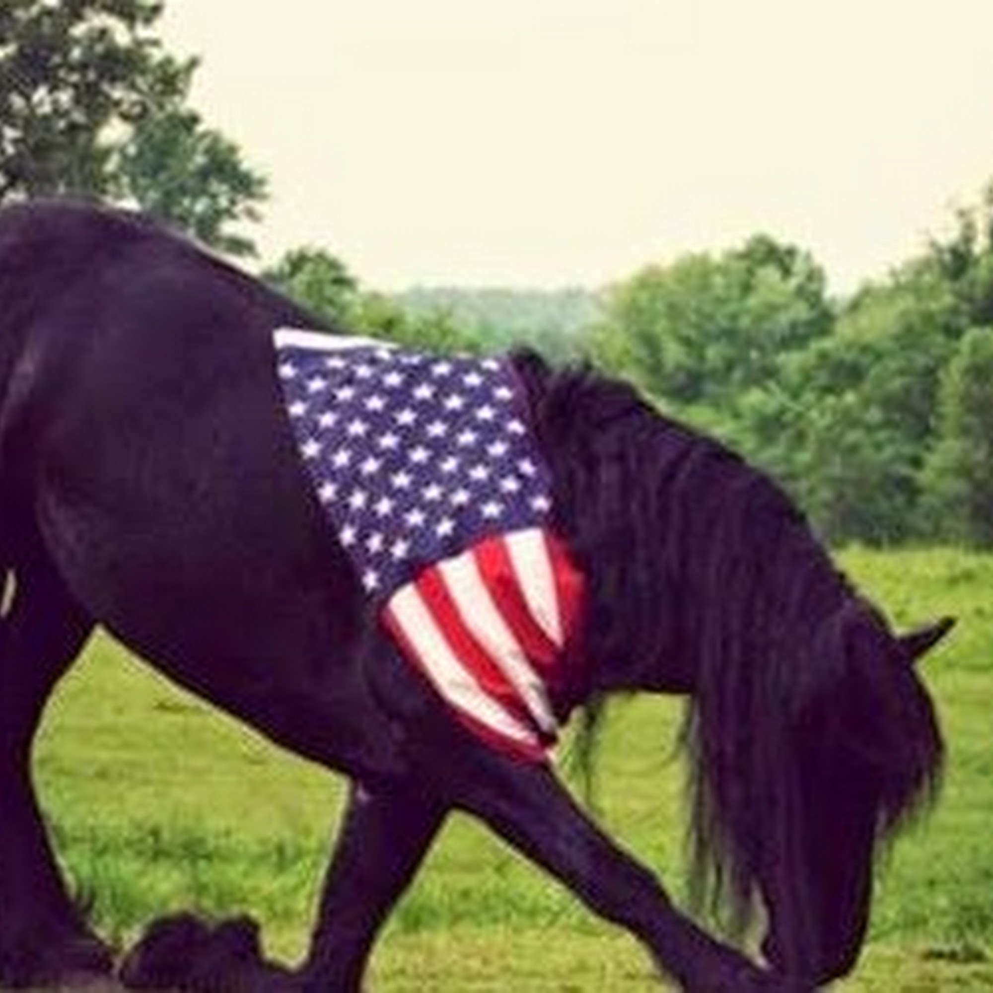 North Country Veterinary Services, LLC Ellsworth