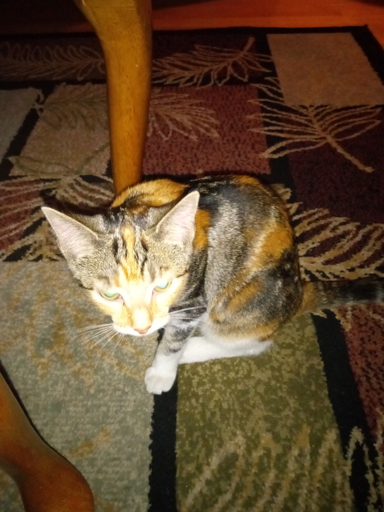 Escanaba Veterinary Clinic Escanaba