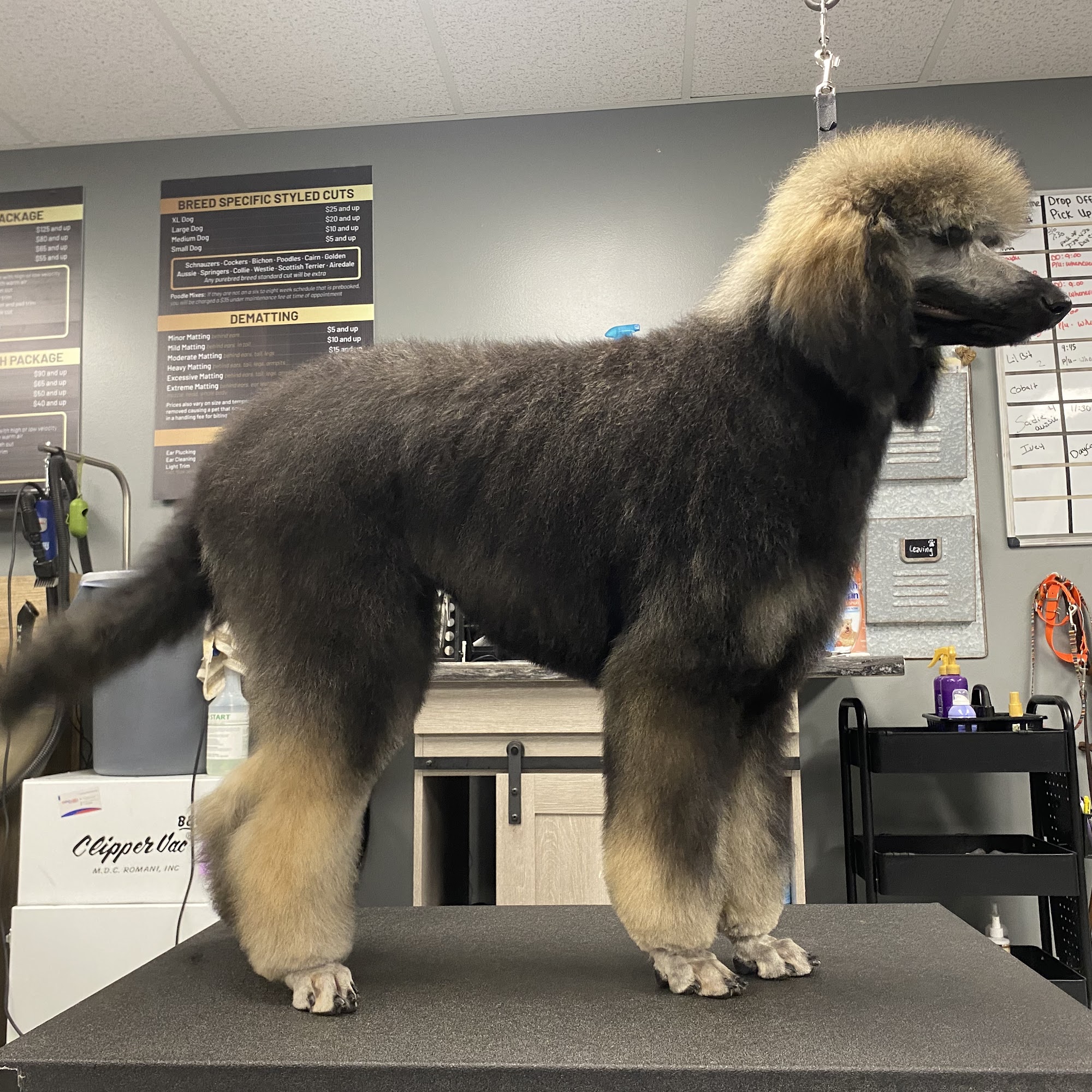 K9 Cosmetology Pet Stylists Escanaba Escanaba