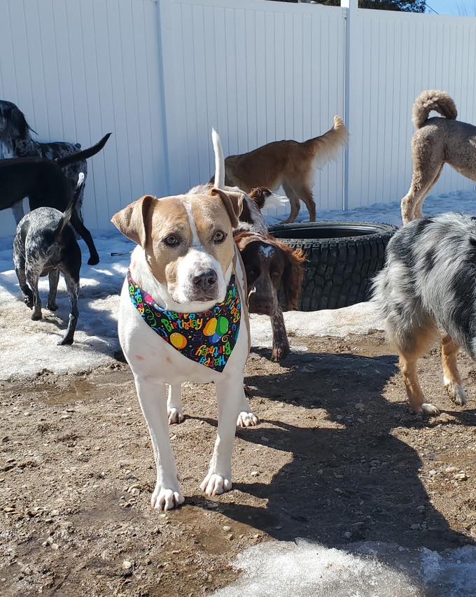 K9 Cosmetology Pet Stylists Escanaba Escanaba