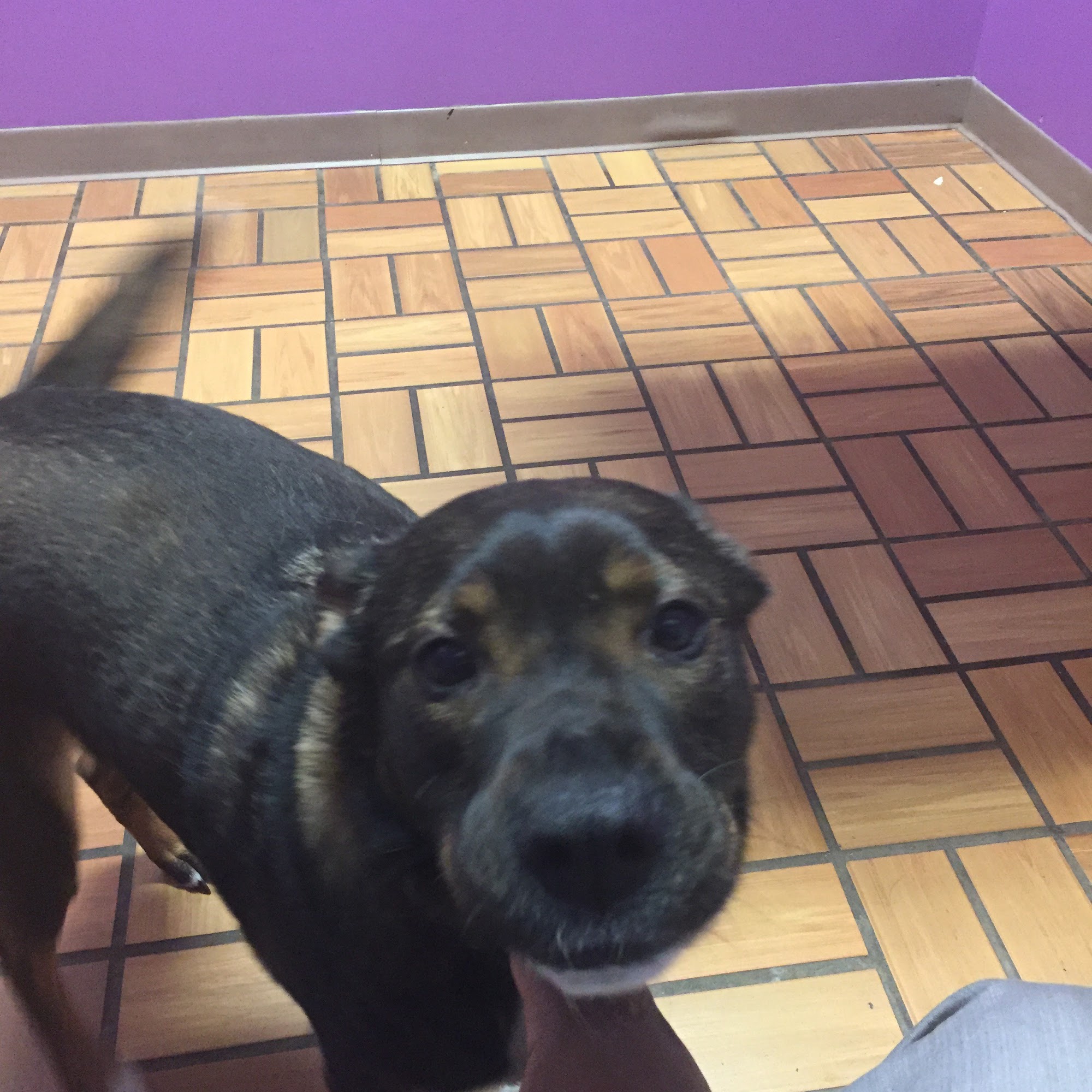 AlfaVet Animal Hospital Farmington Hills