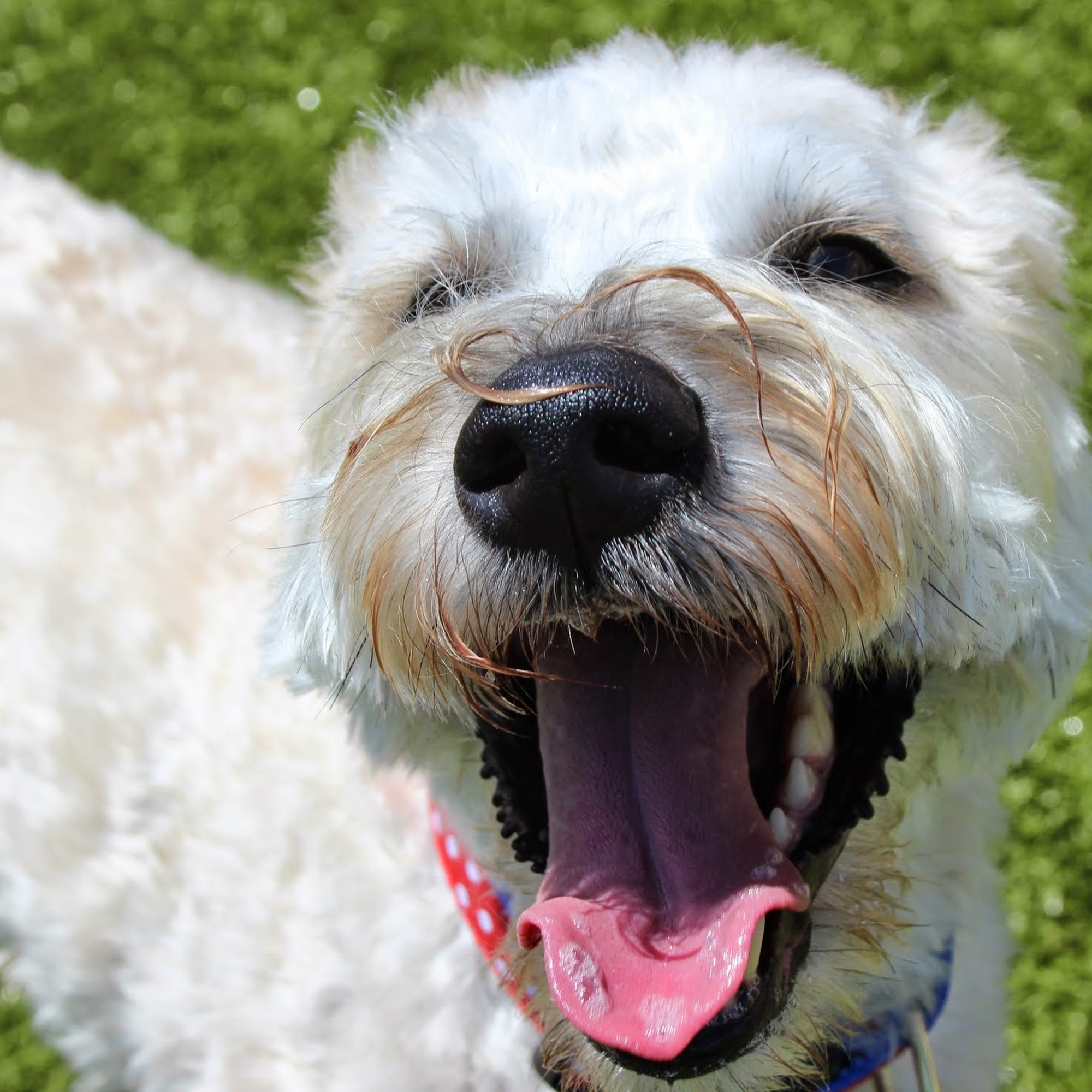 Canine College Farmington Hills