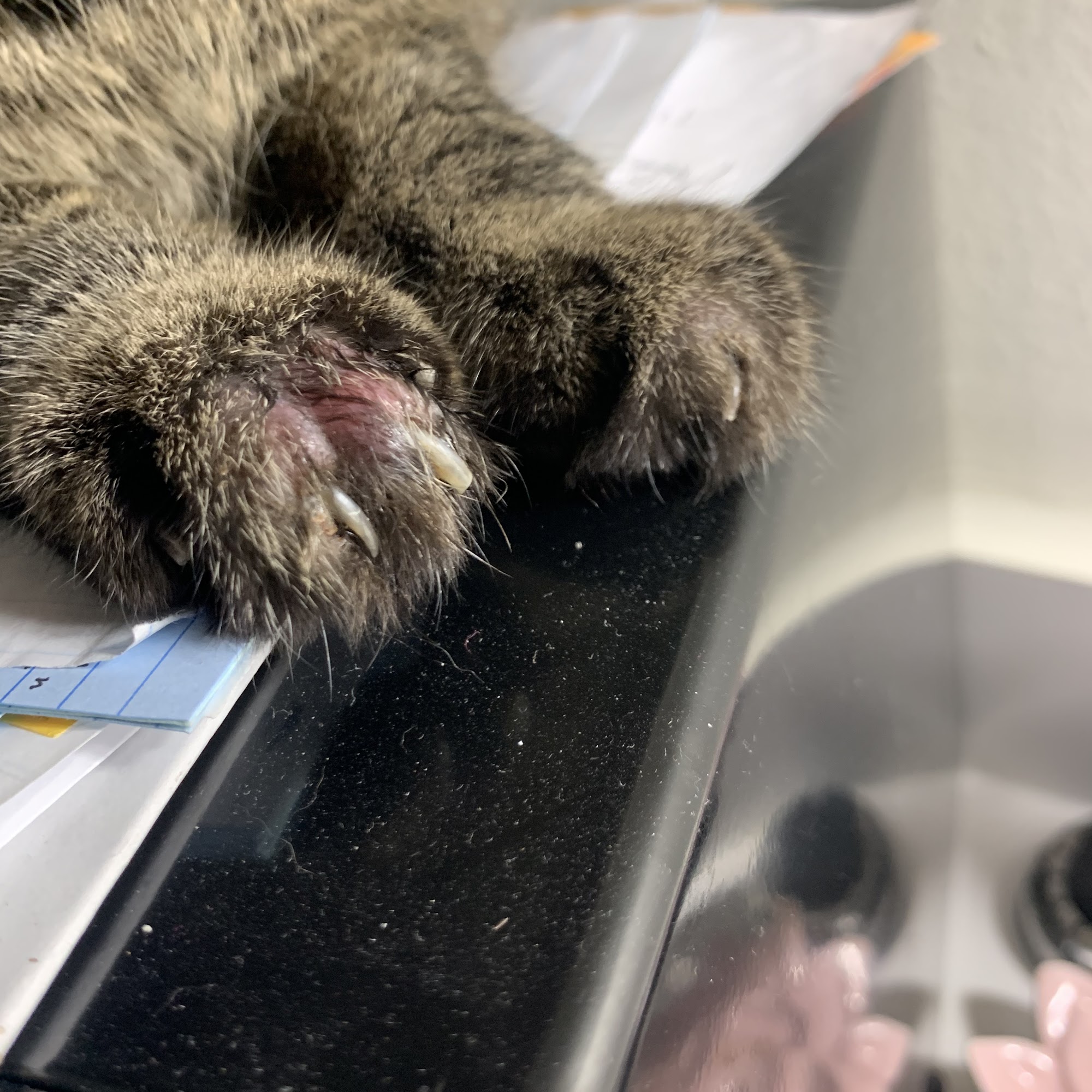 Companion Care Veterinary Hospital Farmington Hills