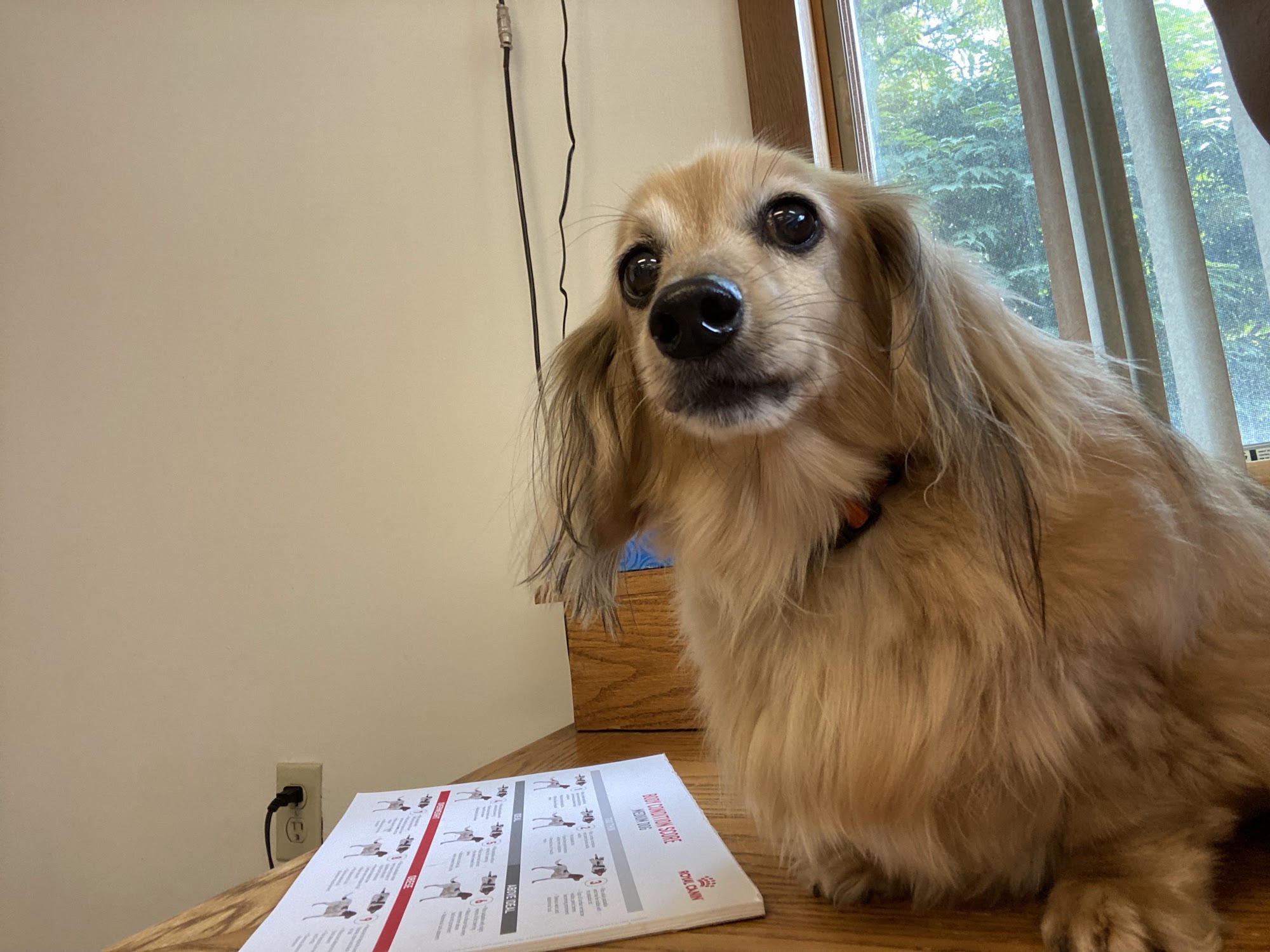 Pointe Animal Hospital Fenton