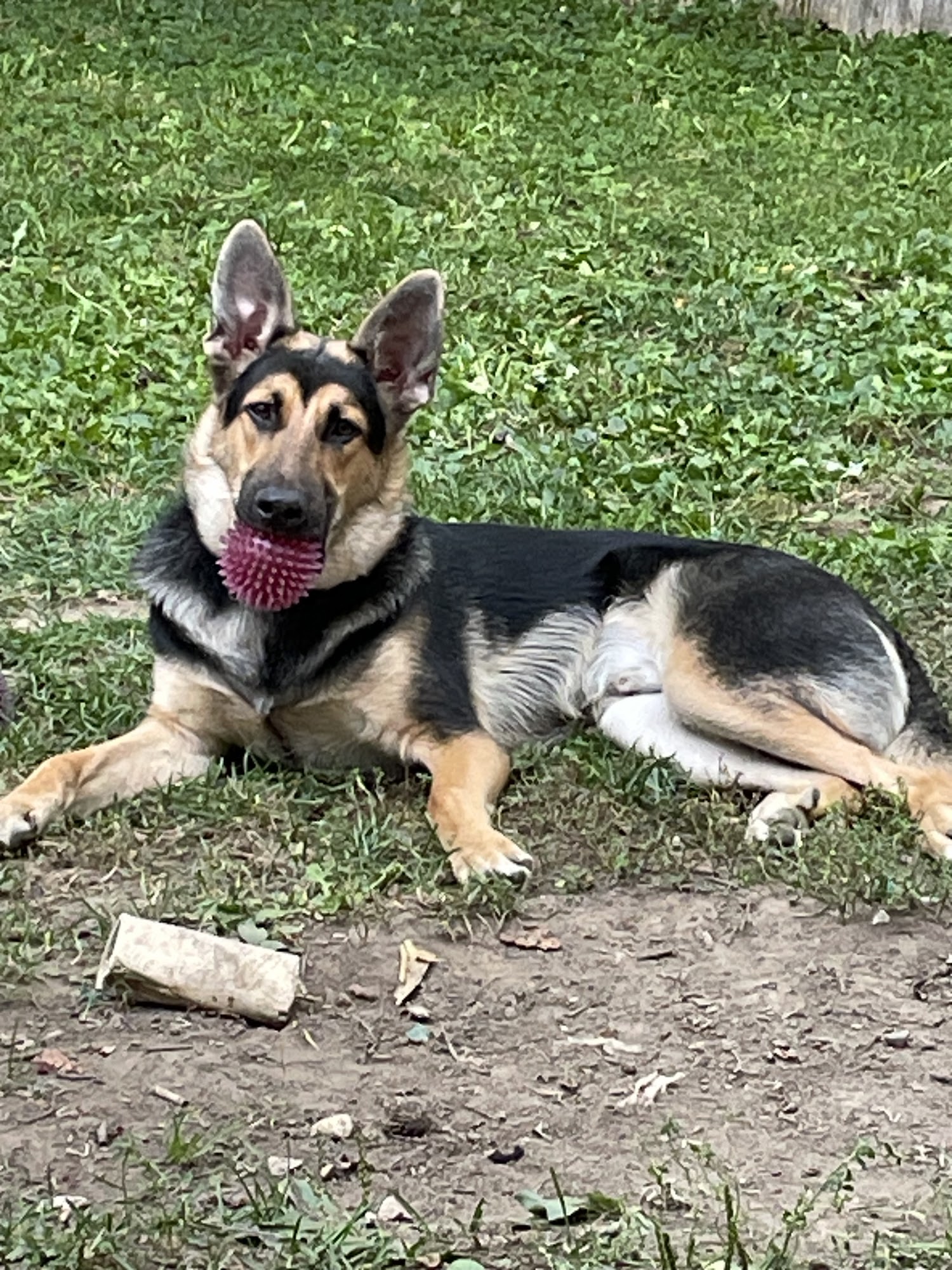 Adopt-A-Pet Inc Fenton