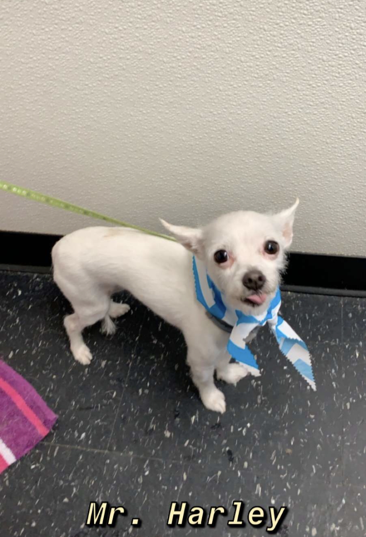 Tonya's Tender Touch Dog and Cat Grooming Fenton