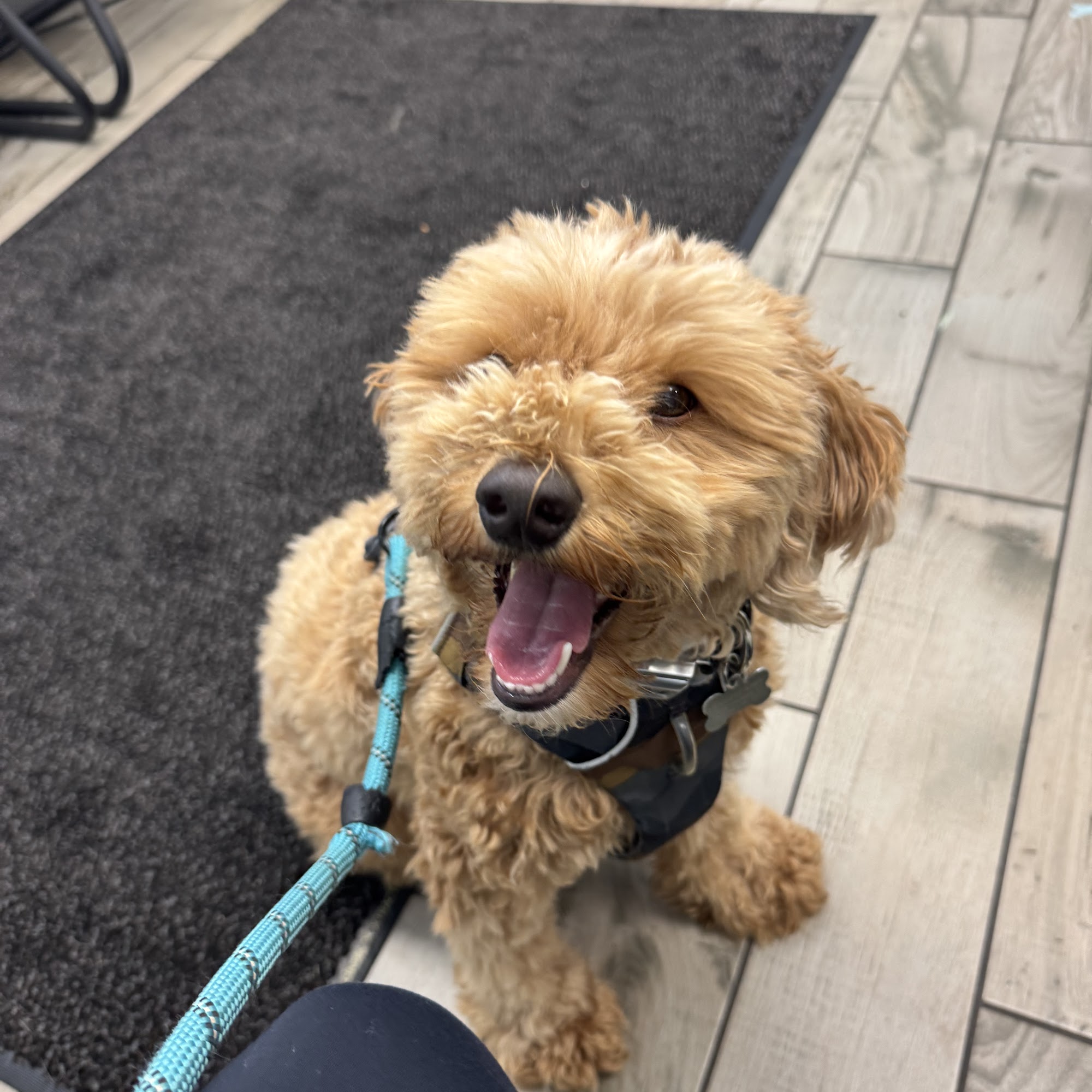 Hilton Veterinary Clinic of Ferndale Ferndale