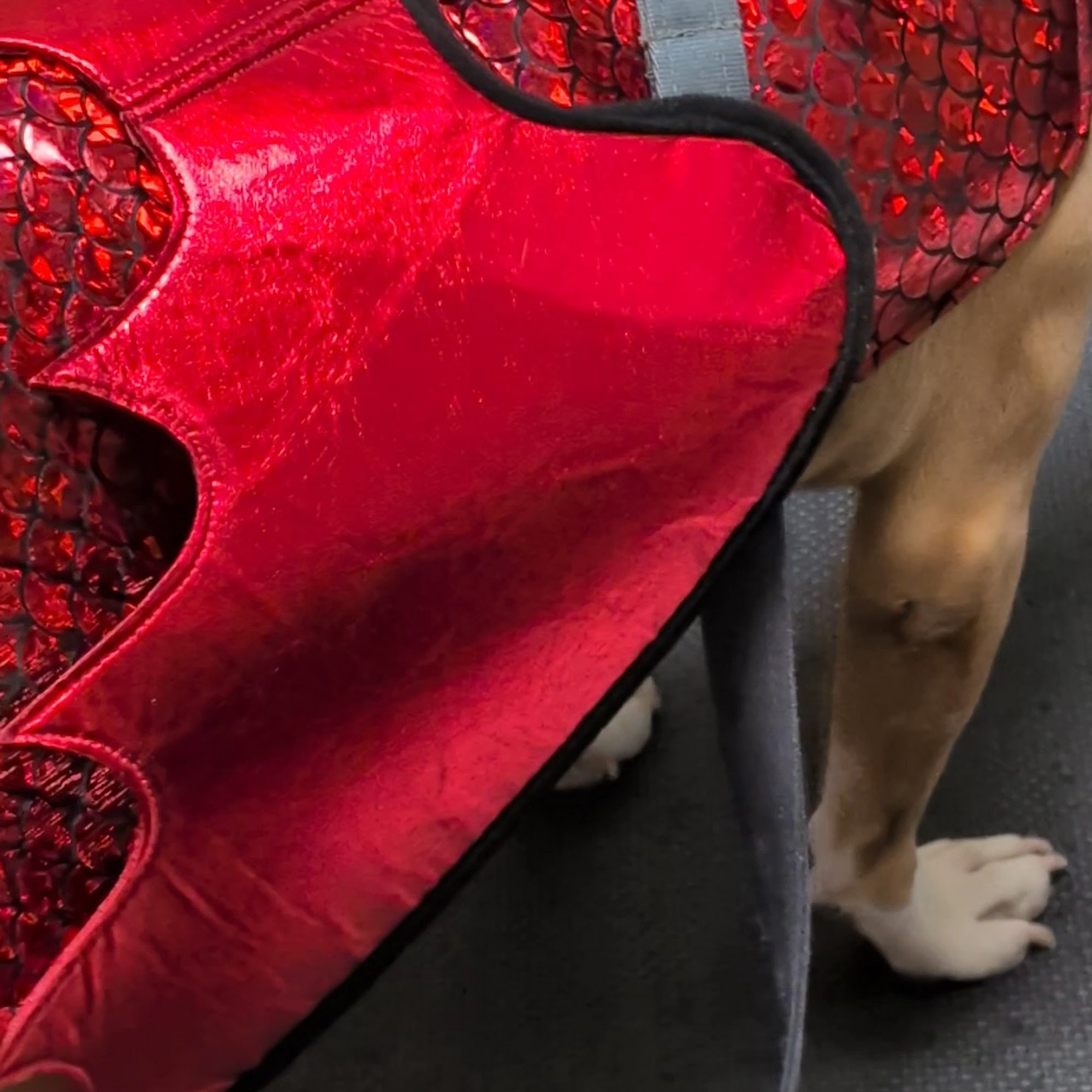 Little Friends of Ferndale Veterinary Care Ferndale