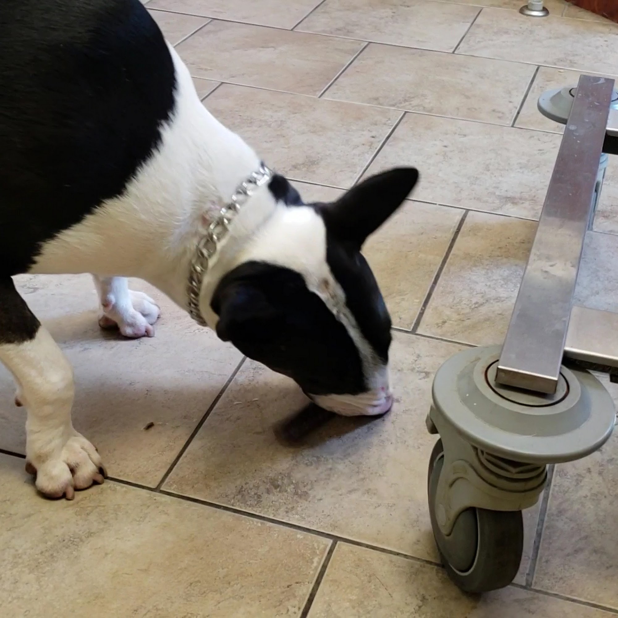 FLAT ROCK ANIMAL CLINIC Flat Rock