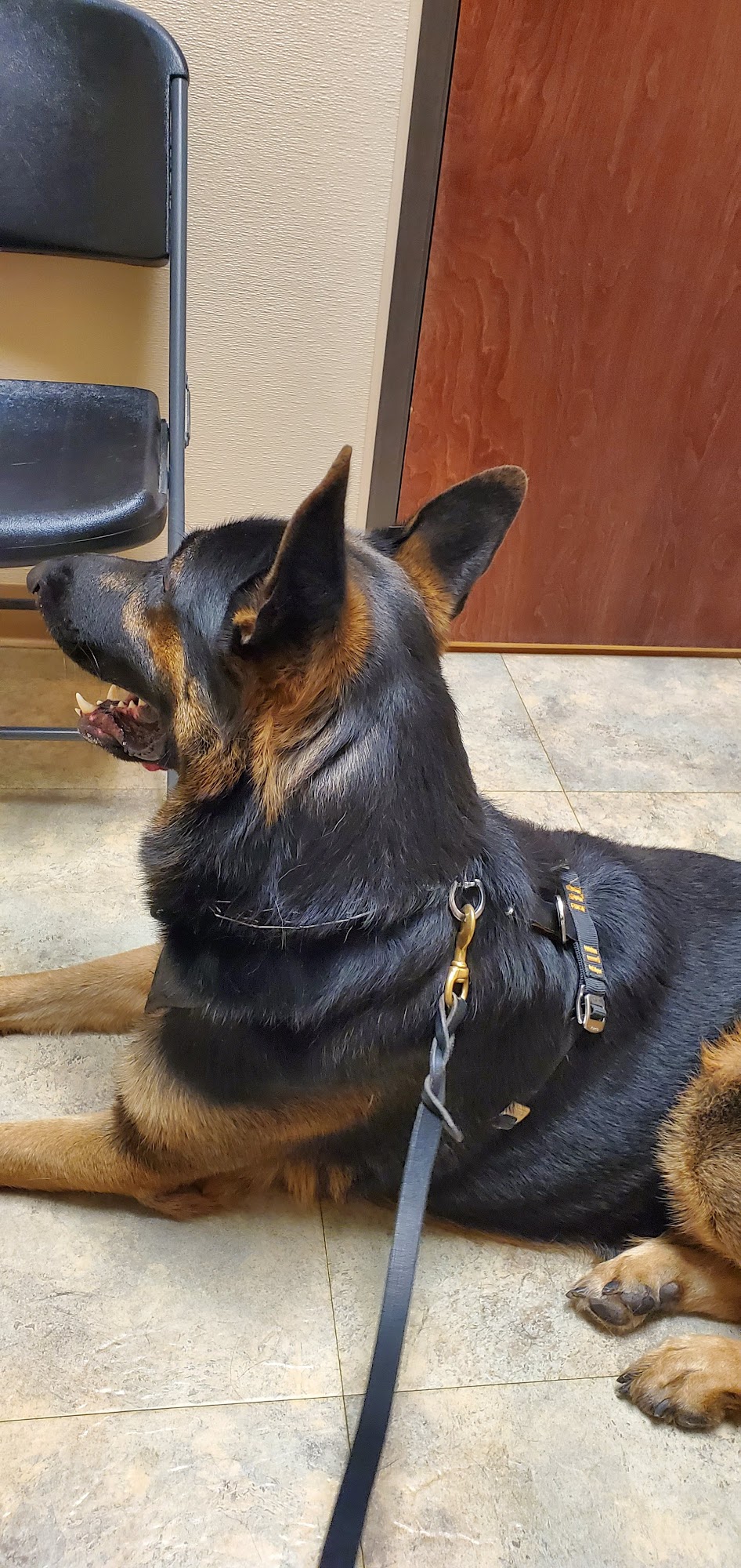 Cahill Veterinary Hospital Flat Rock