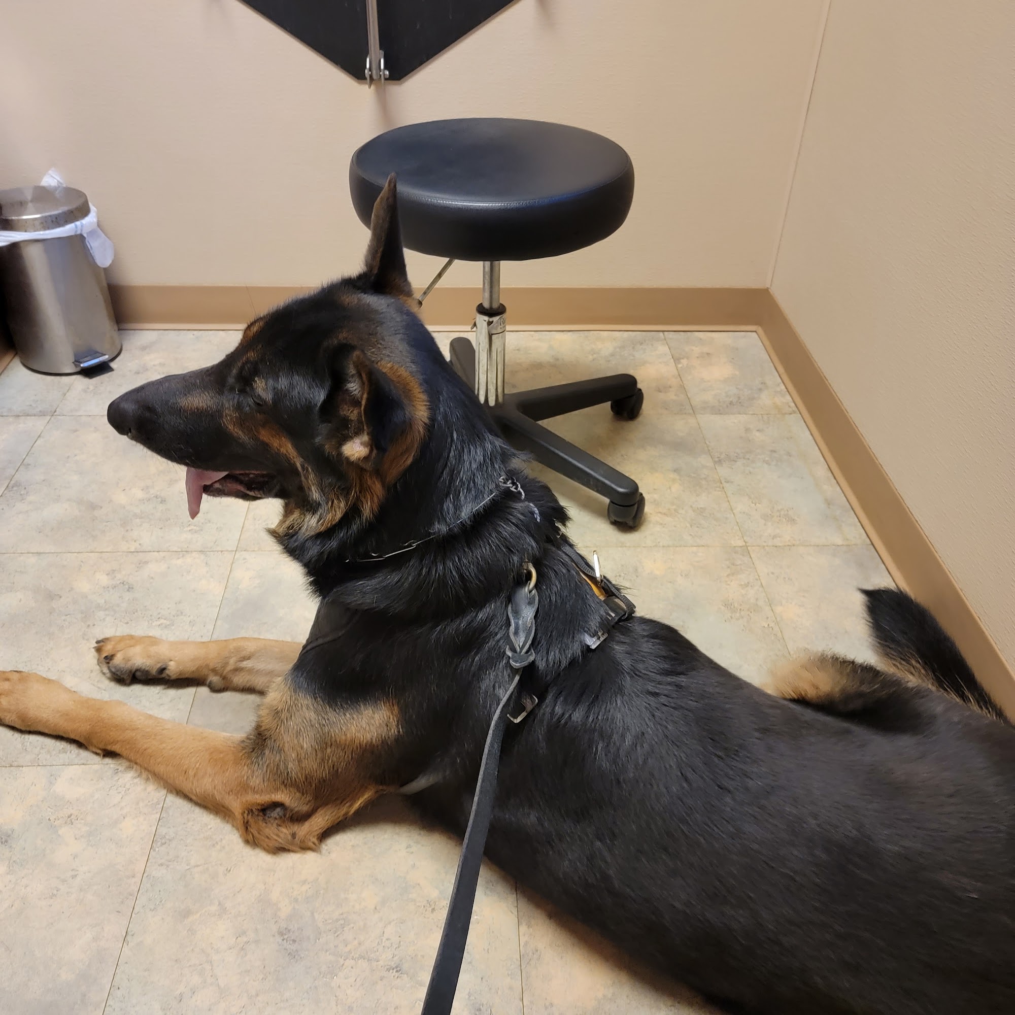 Cahill Veterinary Hospital Flat Rock