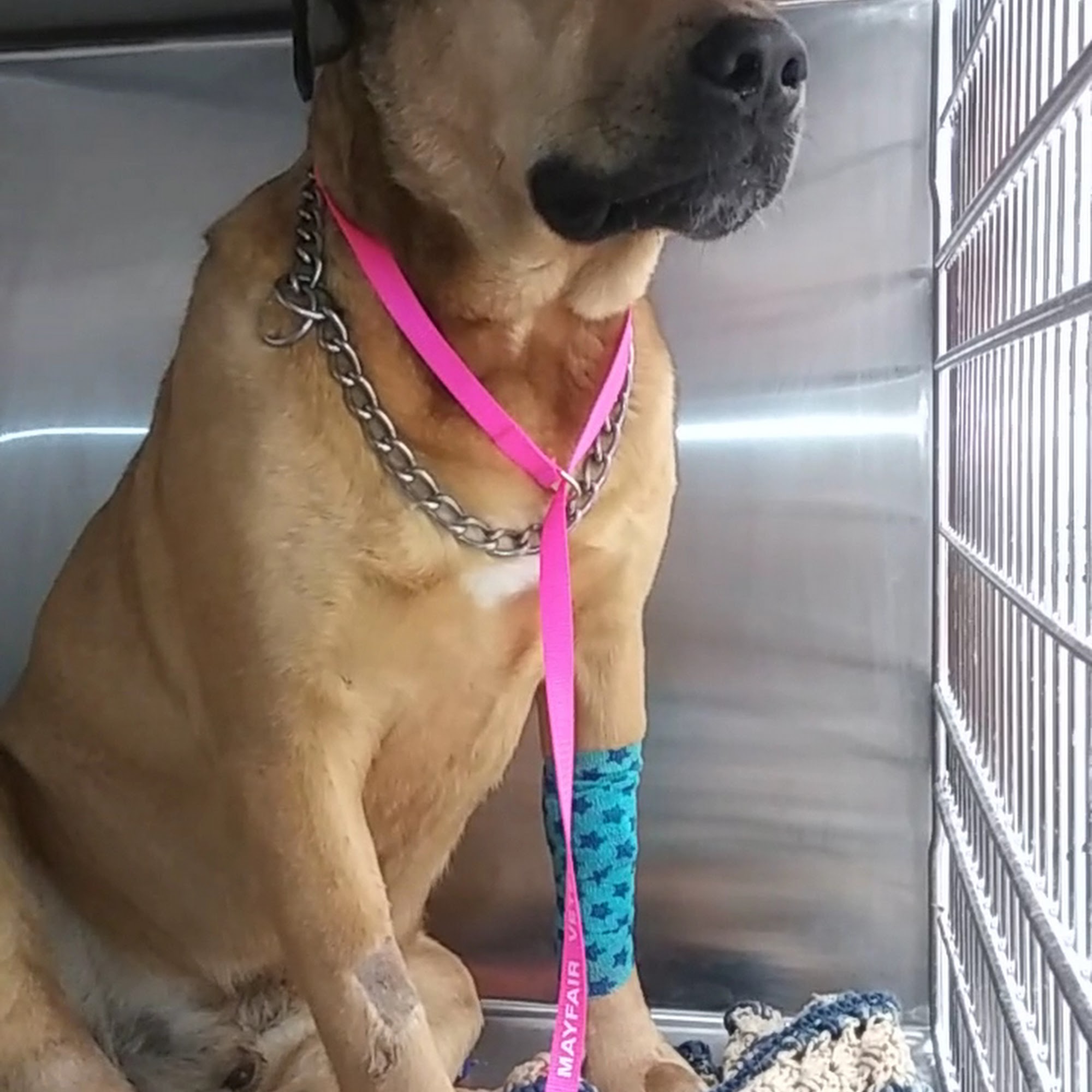 Eascor Animal Hospital Flint