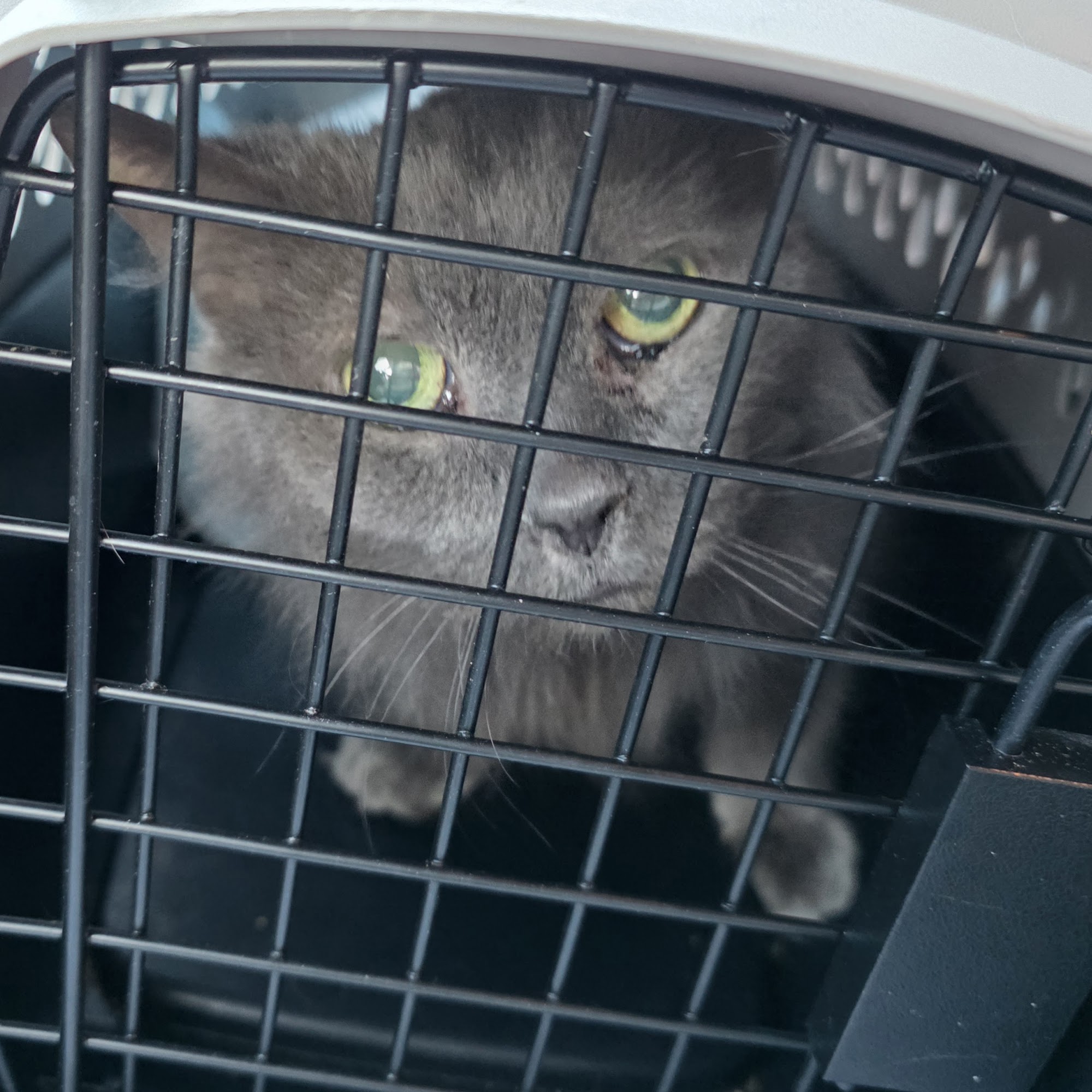 Animal Surgical Center of Michigan Flint