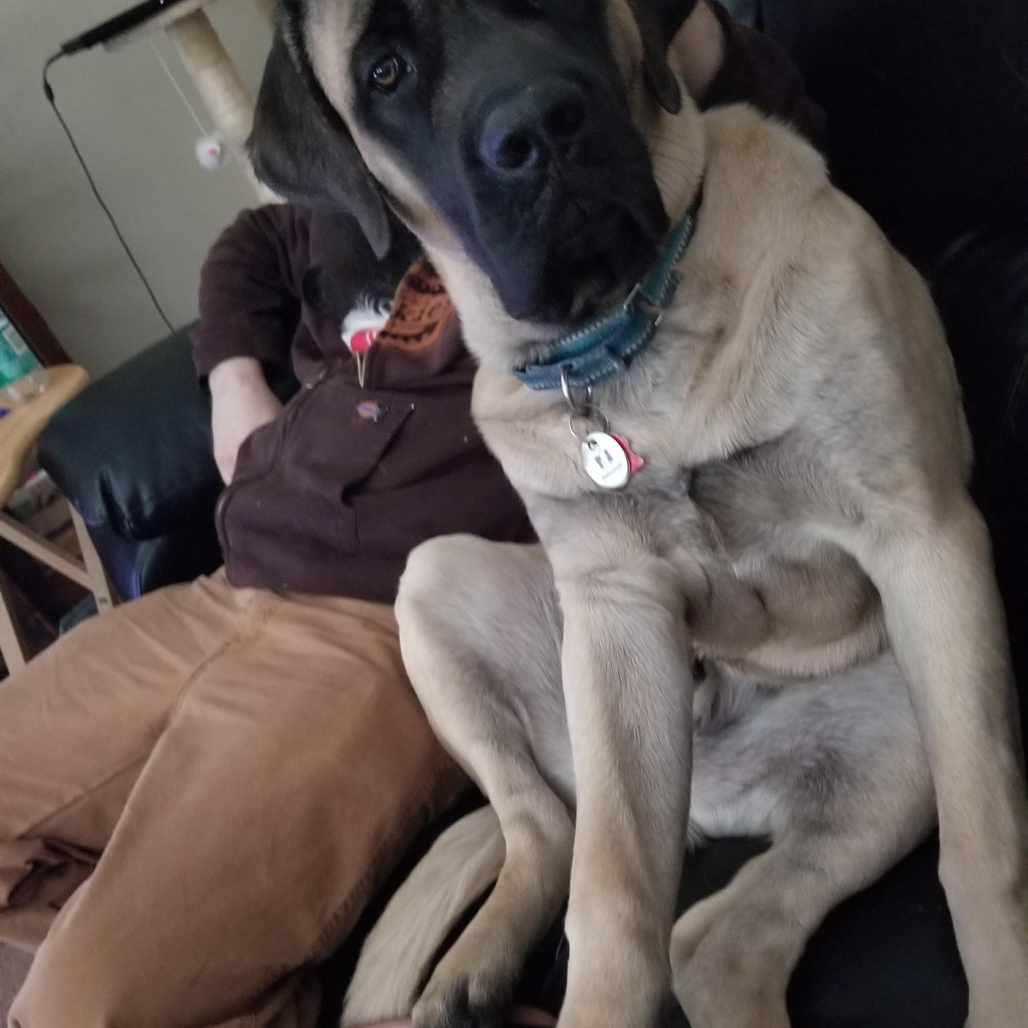 West Flint Animal Hospital Flint