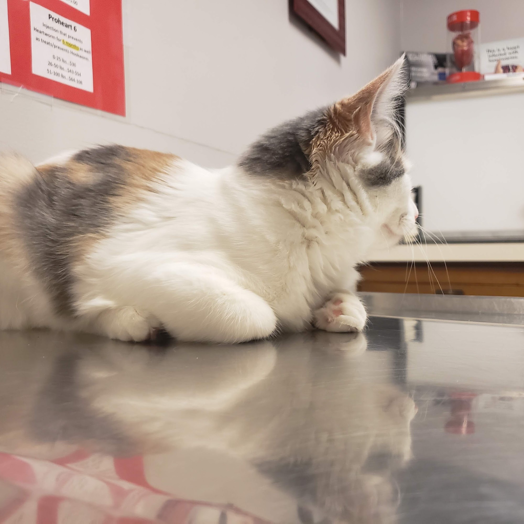 Westwood Veterinary Hospital Flint