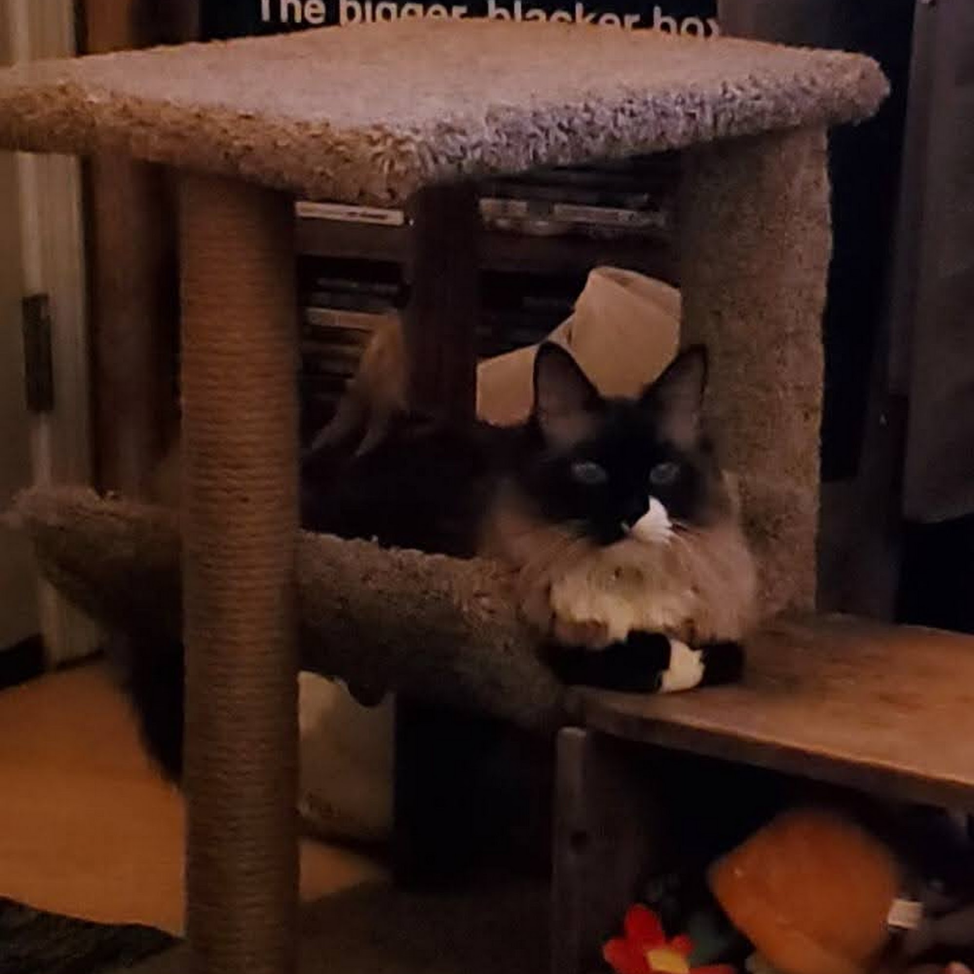 Genesee Veterinary Hospital Flint