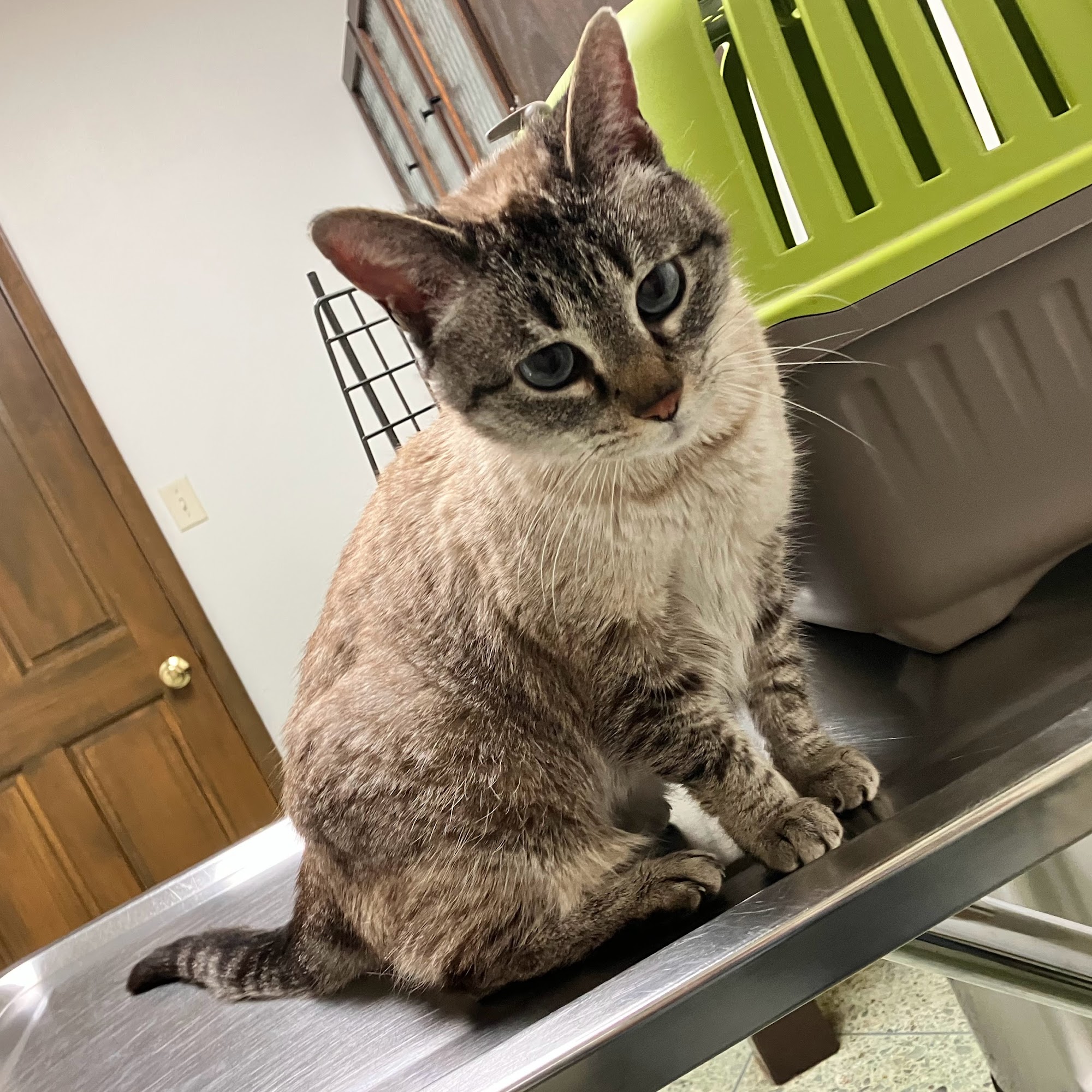 Heritage Veterinary Hospital: Boggs Chad DVM Flint